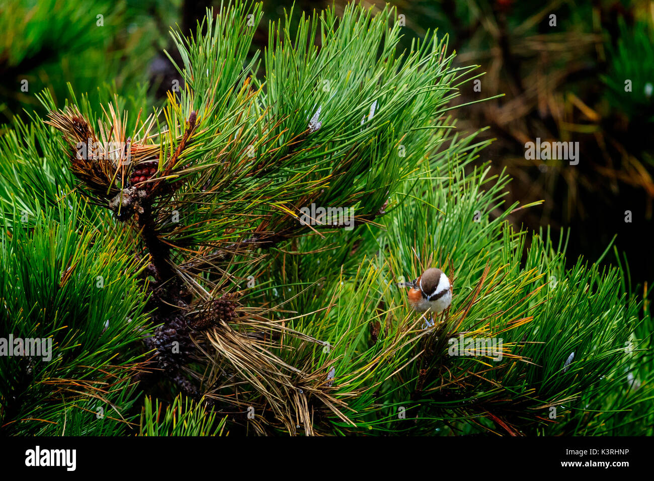 Mésange à dos Banque D'Images