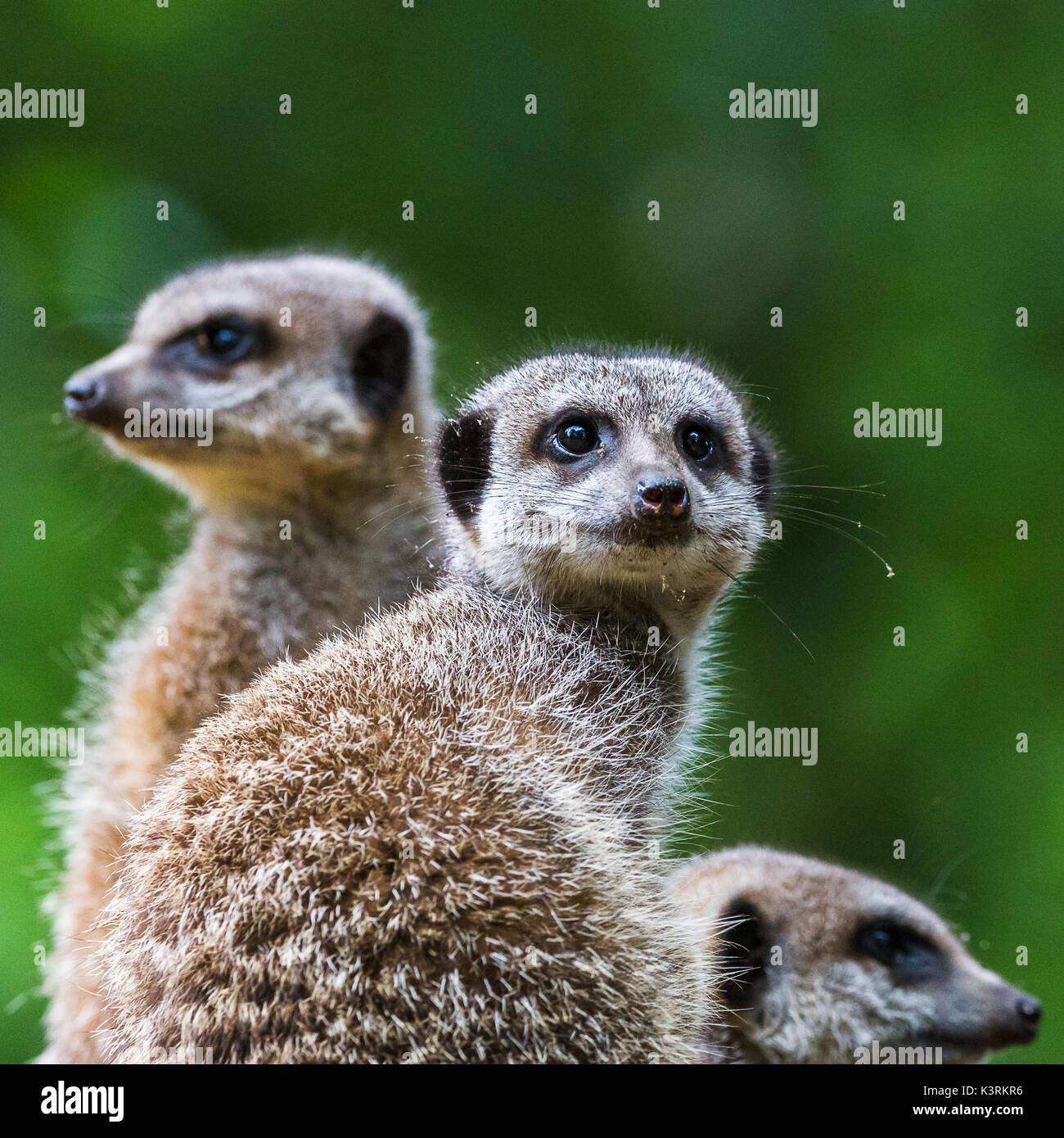 Un trio de suricates vu à différentes façons comme ils cherchent des signes de danger pour protéger leur famille. Banque D'Images