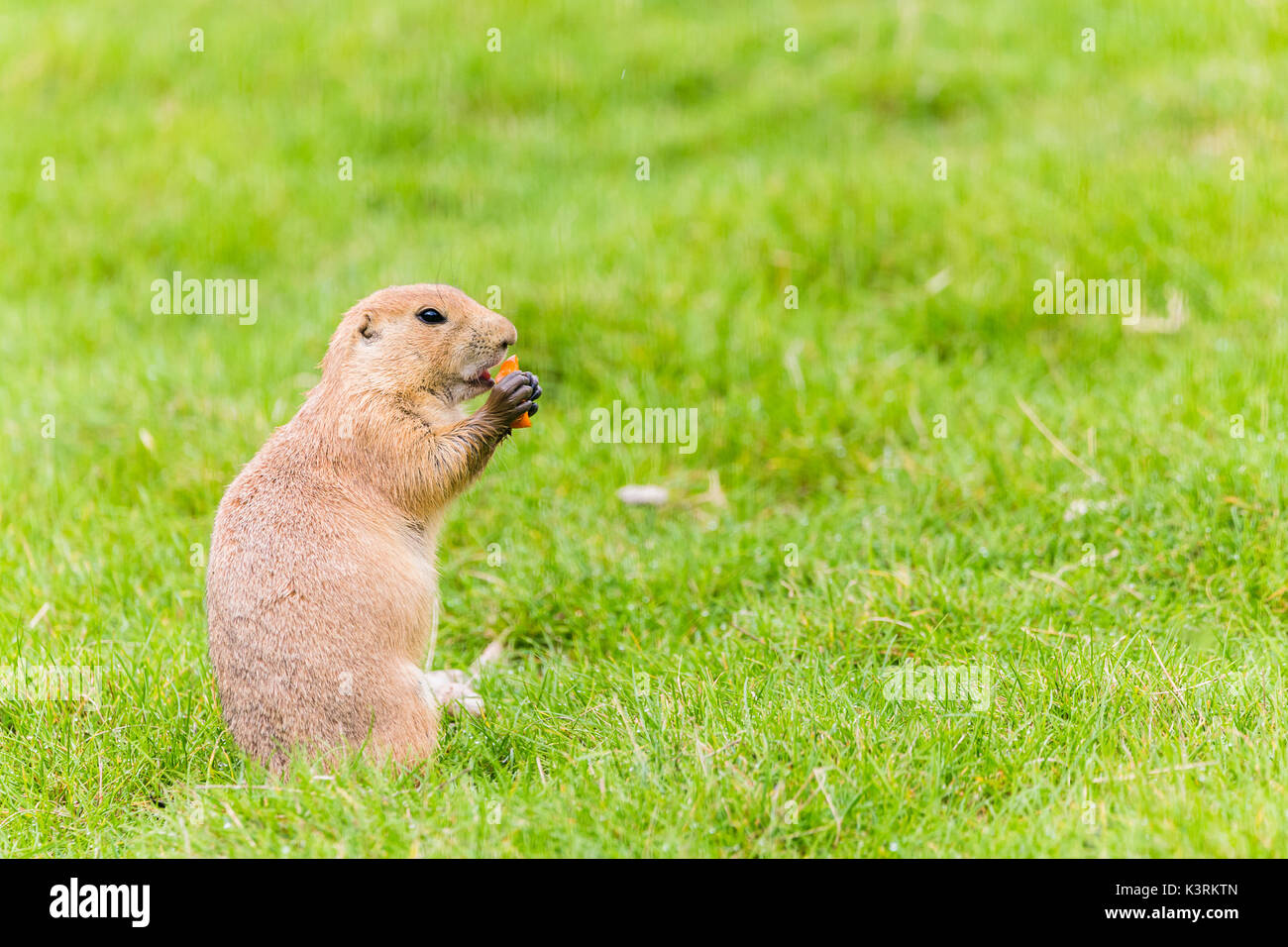 Une Marmotte des Prairies est à part l'extérieur c'est 'town' qui se nourrit d'une collation de légumes à l'été 2017. Banque D'Images