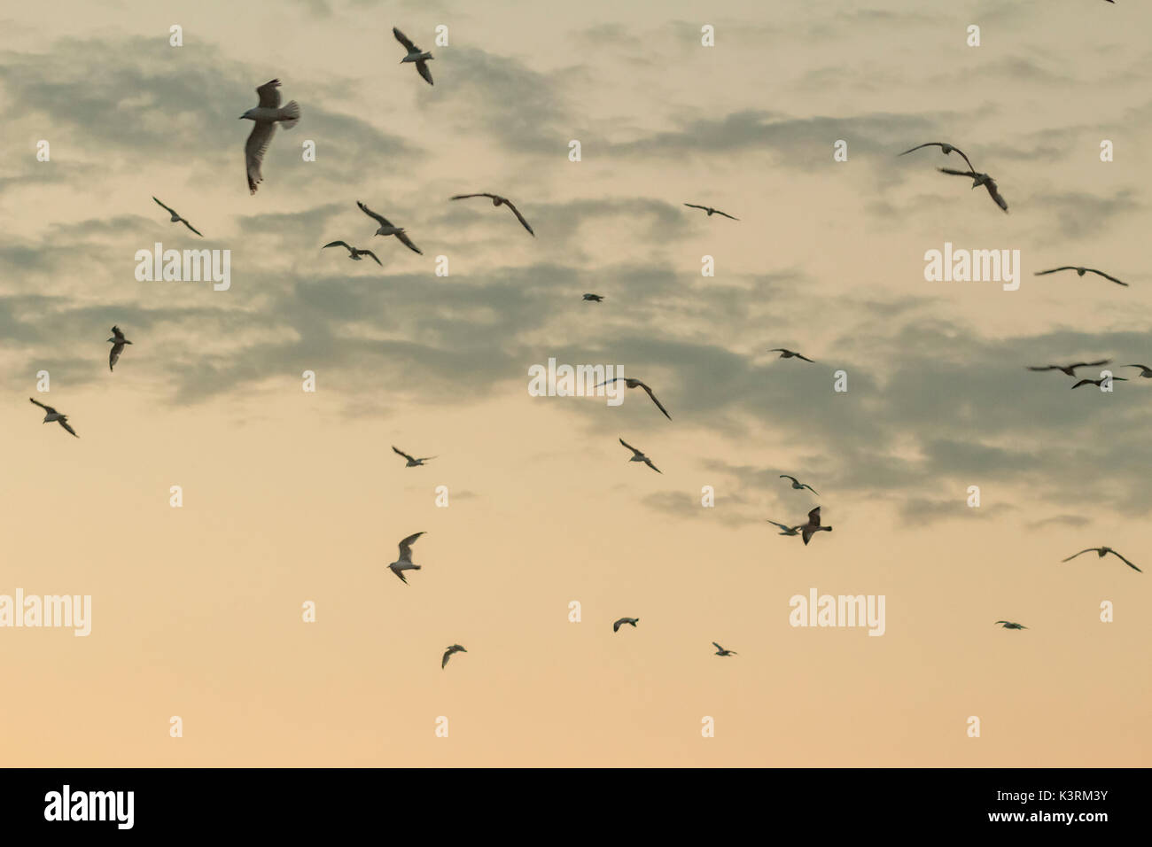 Un groupe de mouettes volant par l'air au coucher du soleil. Banque D'Images