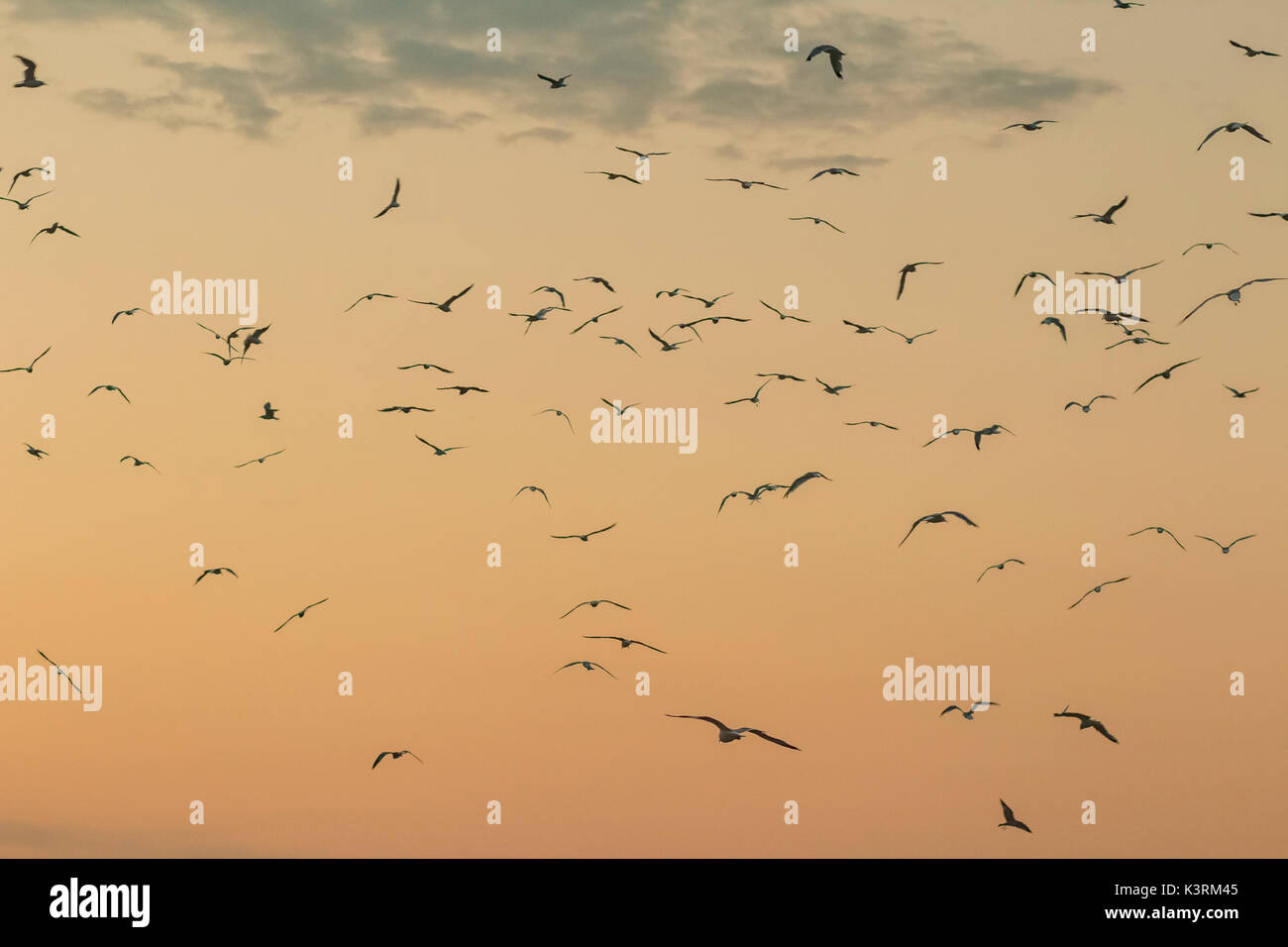 Un groupe de mouettes volant par l'air au coucher du soleil. Banque D'Images