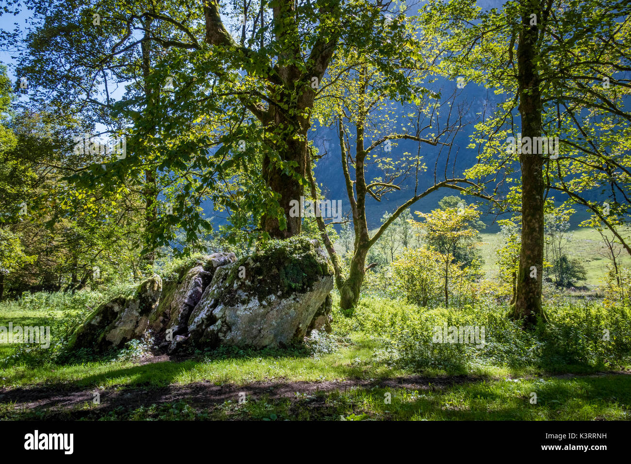 Forêt de hêtres à la Koenigssee, Berchtesgaden, Bavaria, Germany, Europe Banque D'Images