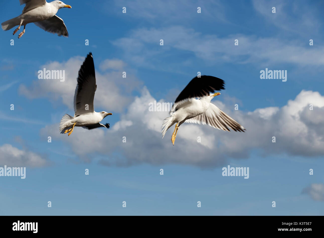 Plusieurs mouettes en vol Banque D'Images