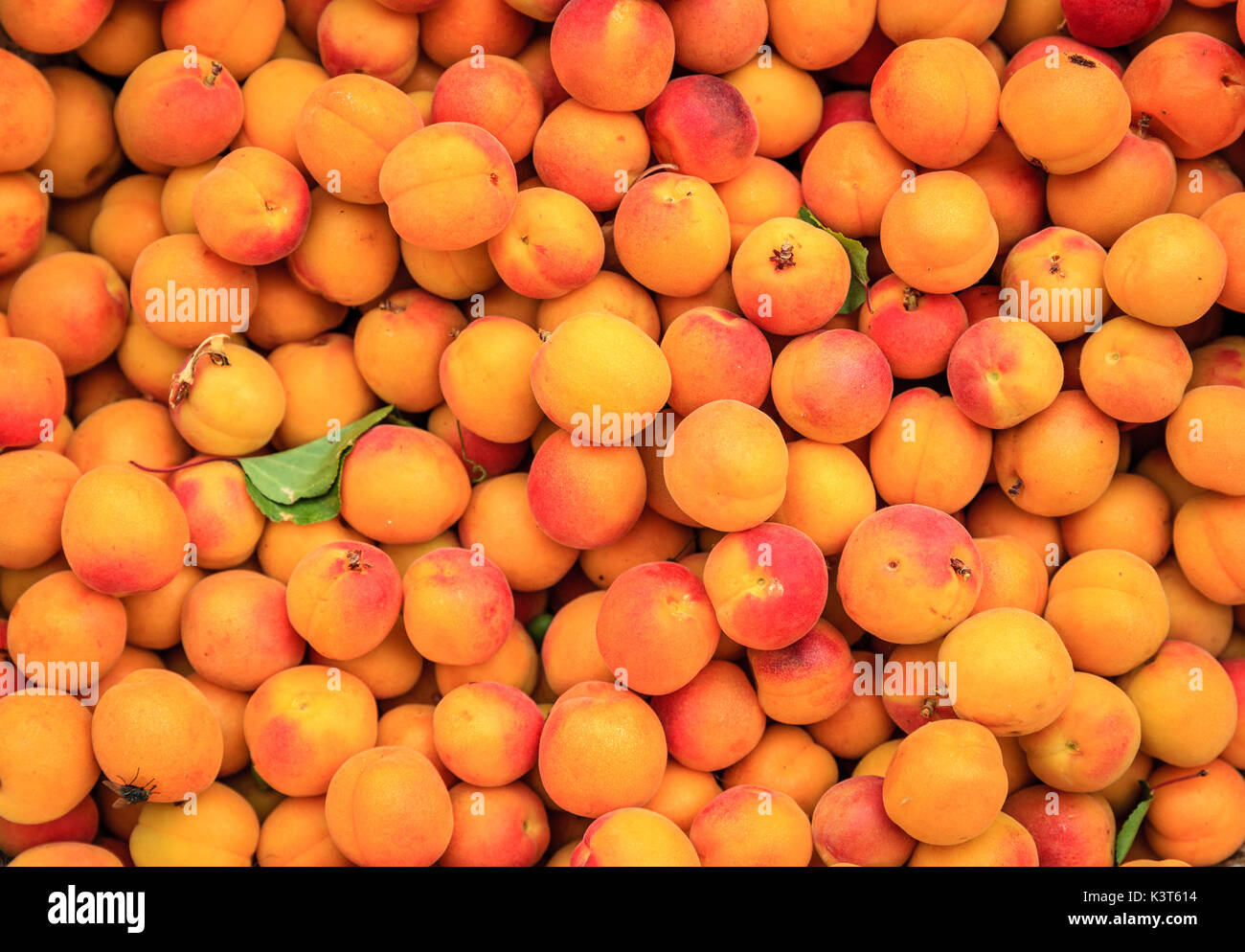 Abricots frais à un marché de rue à Leh, Ladakh district de Cachemire, Inde Banque D'Images