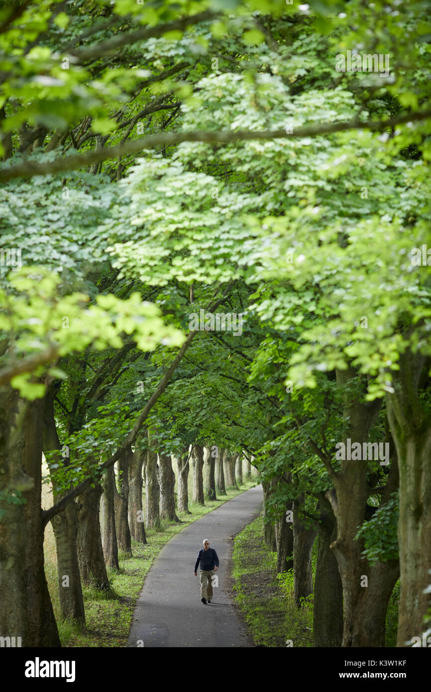Par voie bordée d'espaces verts publics et parcs de Avenham Miller Preston, Lancashire Banque D'Images