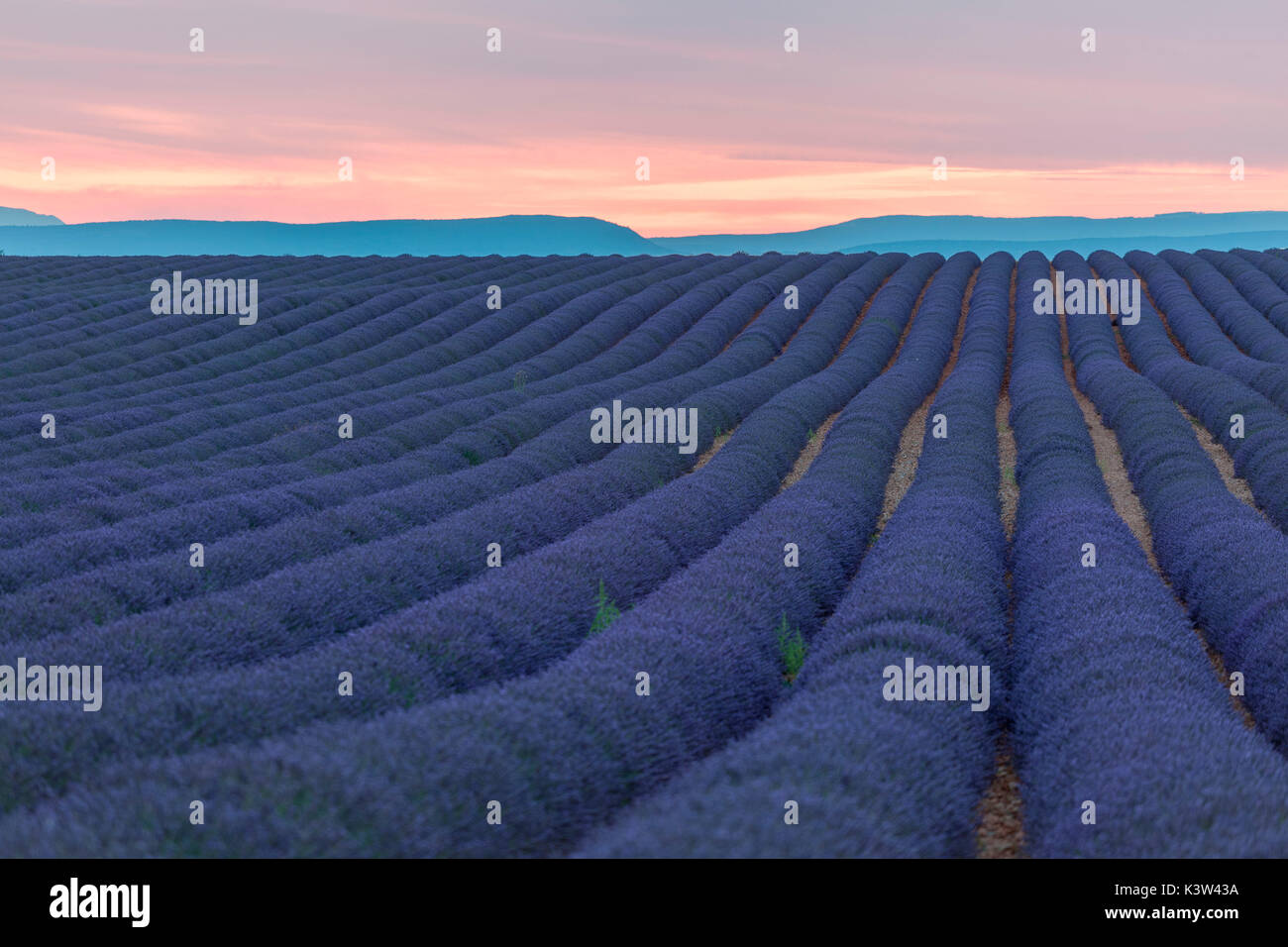 Plateau de Valensole, Provence, France. Coucher du soleil dans un champ de lavande en fleurs, plein de fleurs violettes. Banque D'Images