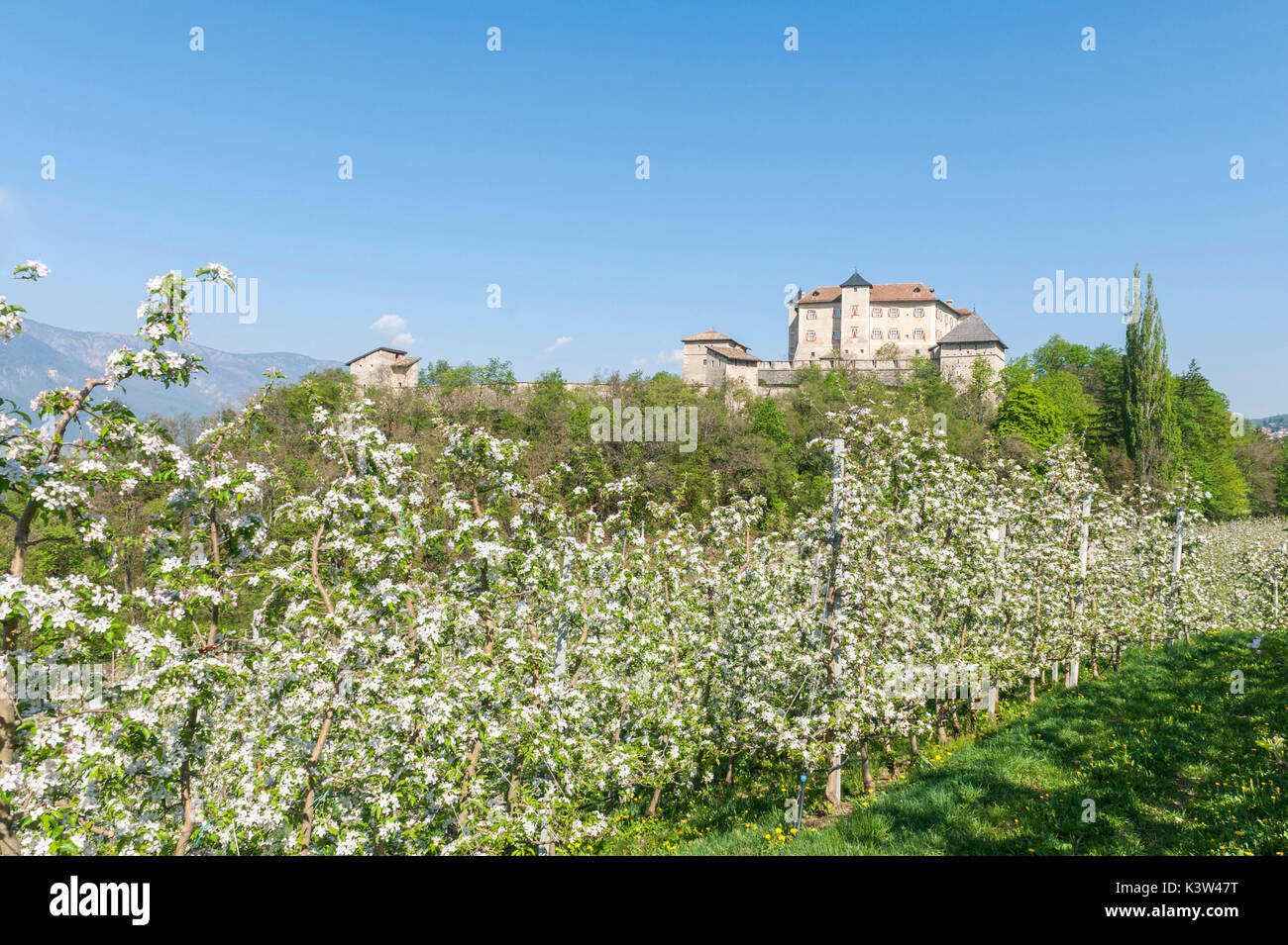 L'Italie, Trentino, Apple Blossom, vallée de Non au Château de Thoune. Banque D'Images