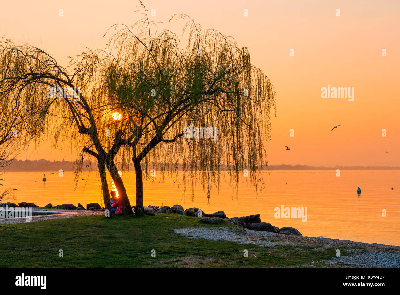 Italie, Vénétie, Lac de Garde, saule pleureur au coucher du soleil au lac. Banque D'Images