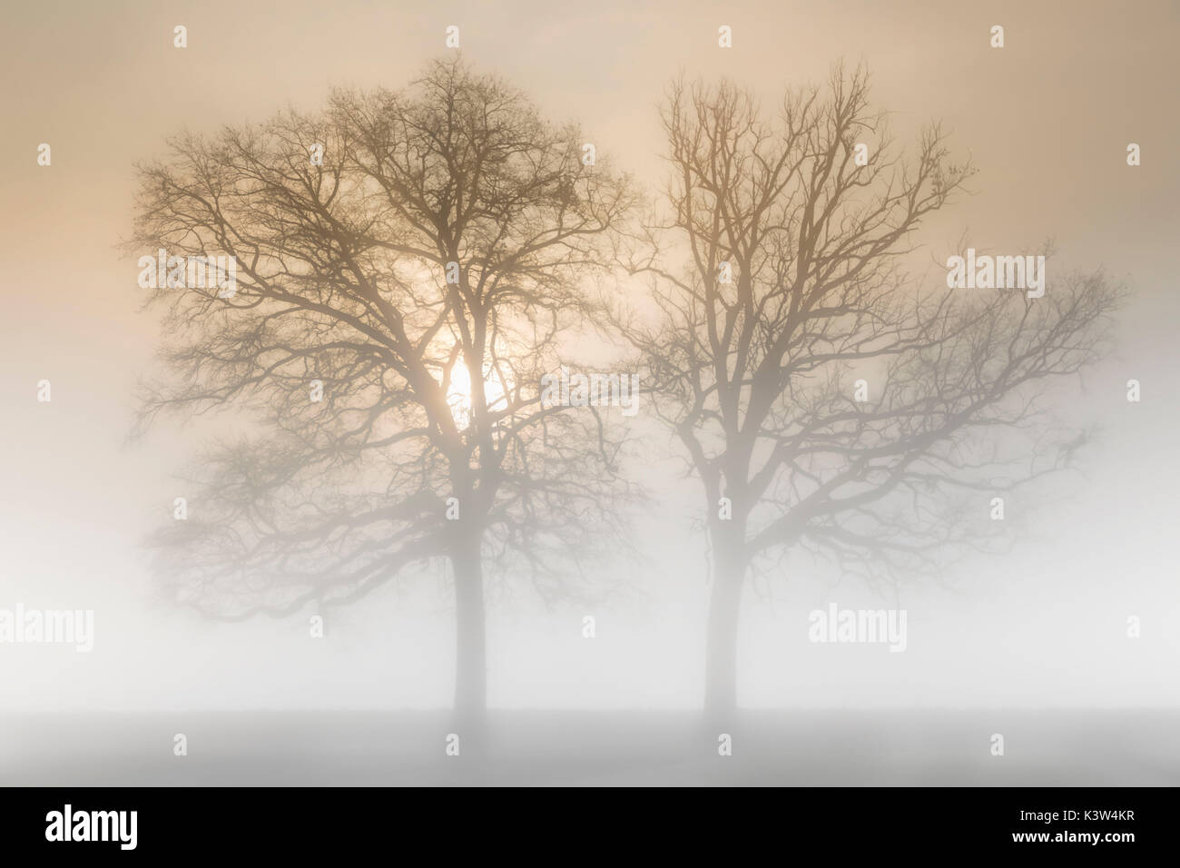 Le Piémont, Turin, Italie. Arbres dans la brume Banque D'Images