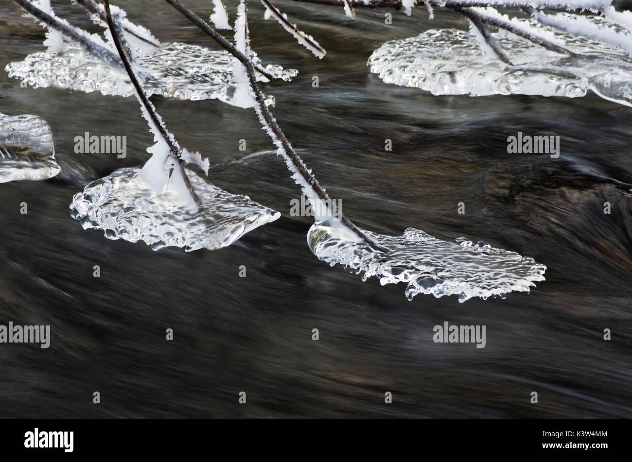 Europe, Italie, Brescia, Vezza d'Oglio village. L'eau glacée sur les branches. Banque D'Images