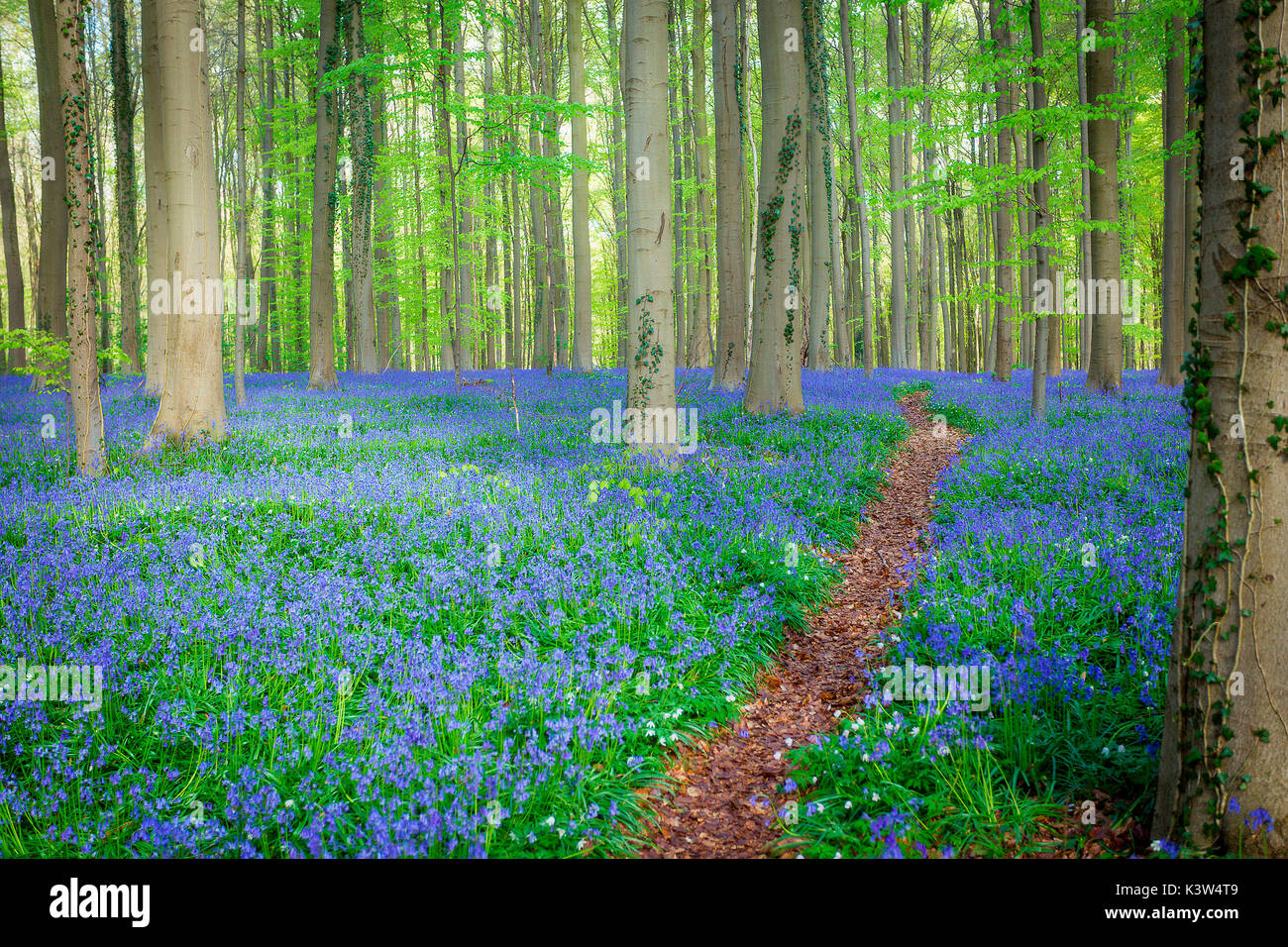 Hallerbos, forêt de hêtres en Belgique pleine de blue bells fleurs. Banque D'Images