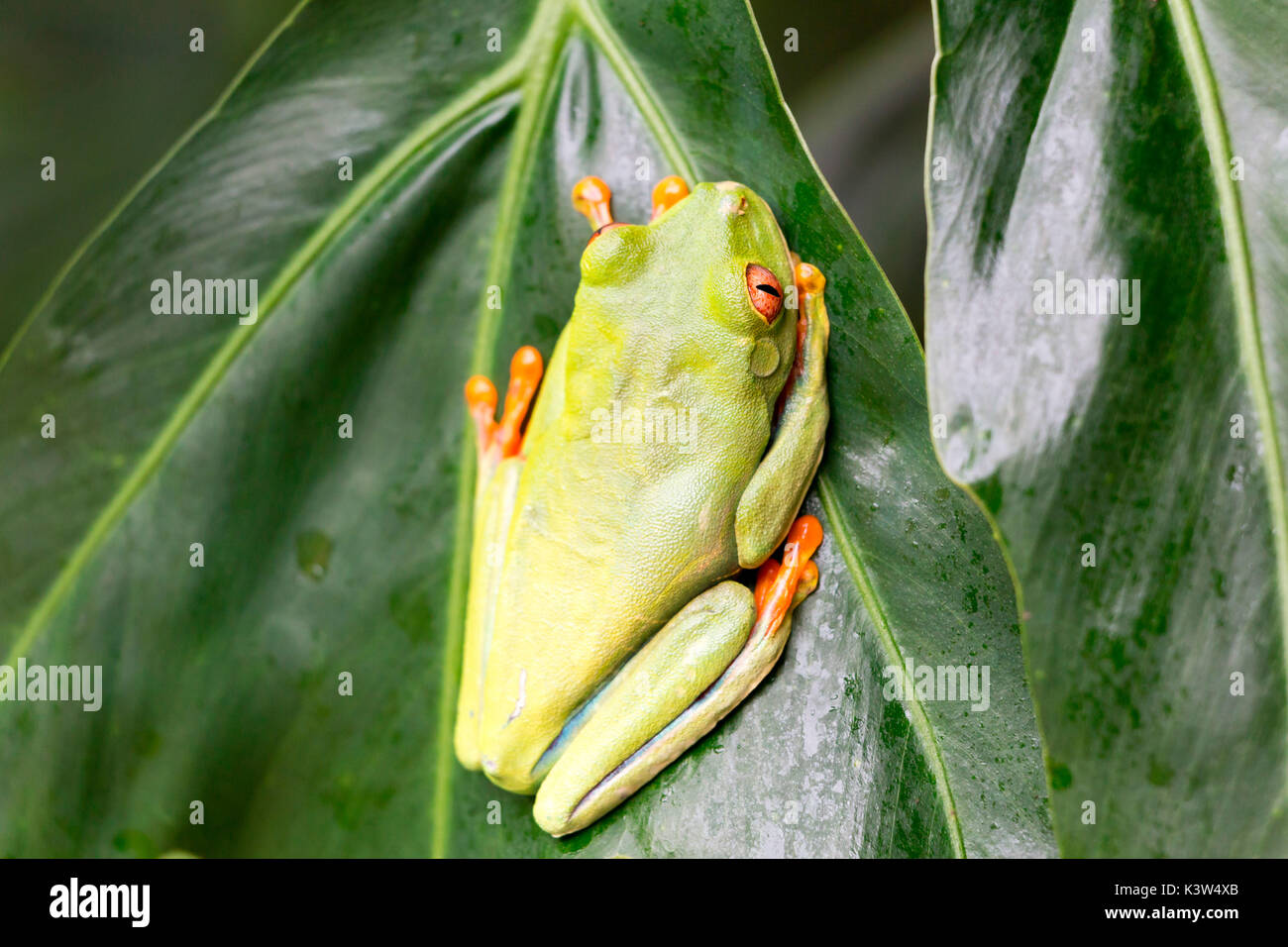 Parc National de Tortuguero, Costa Rica, Amérique centrale. Wild Red eyed tree frog regardant la caméra Banque D'Images