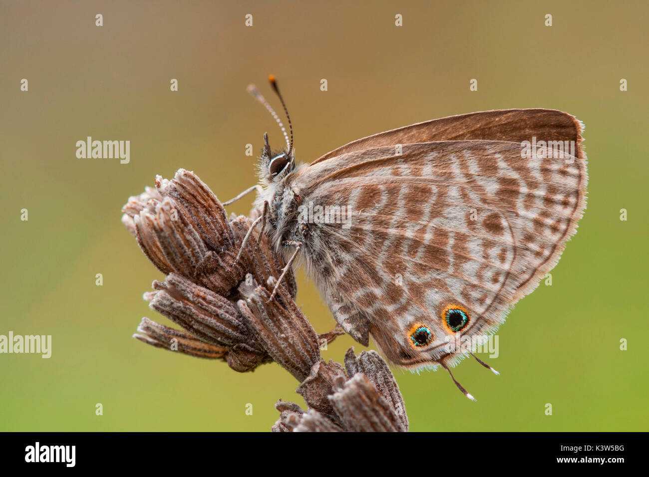 Leptotes pirithous, Caprieto, Vobbia, ligurie, italie Banque D'Images