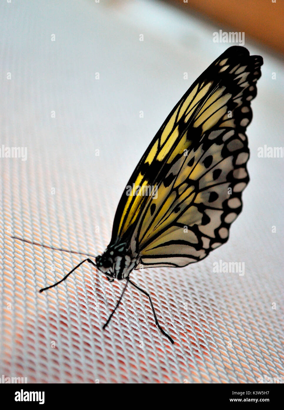 Papillon jaune en captivité, Florece, Italie Banque D'Images