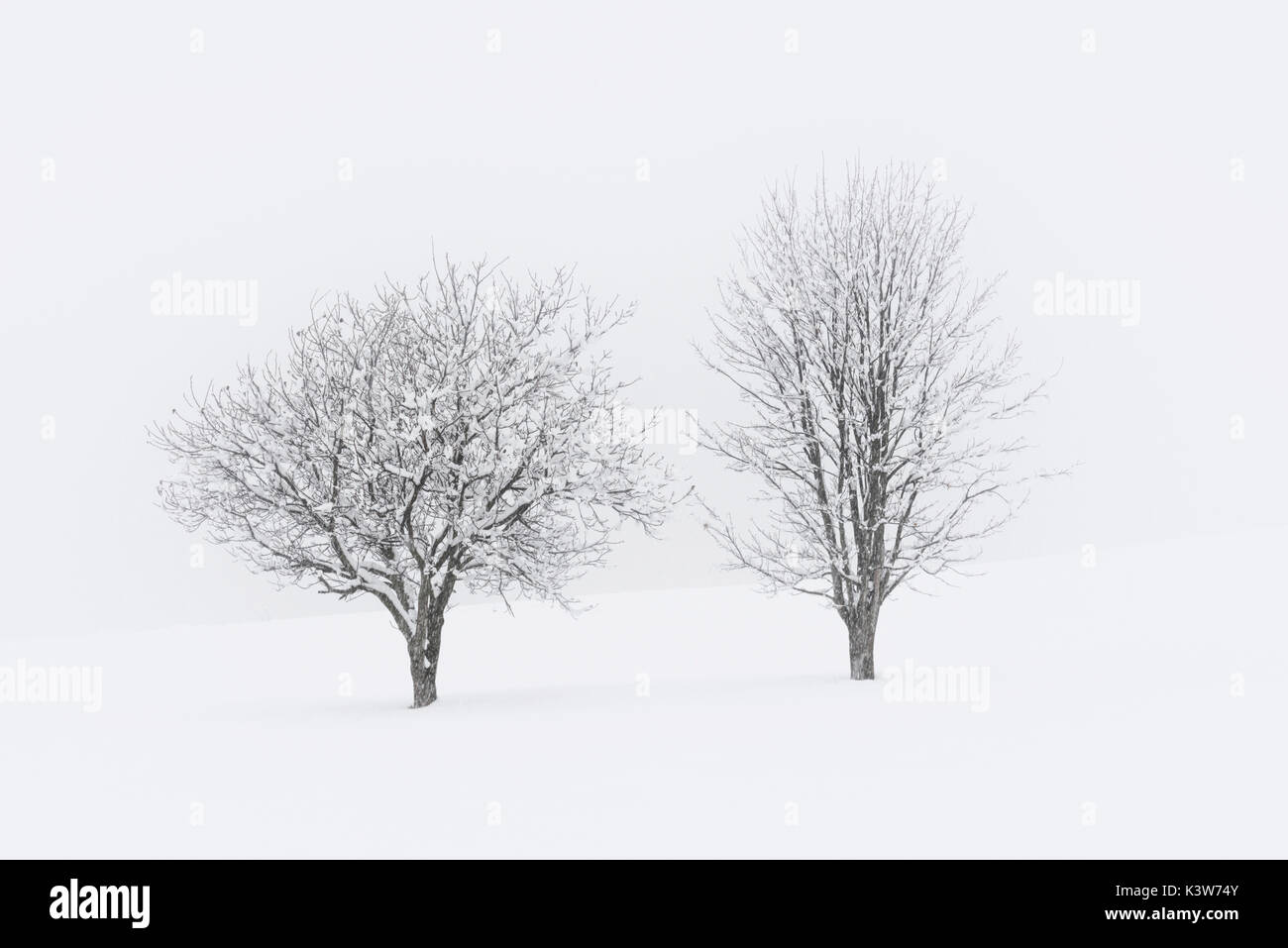 L'Europe, Italie, Trentin-Haut-Adige, vallée de Non. Arbres couverts de neige après une importante chute de neige. Banque D'Images