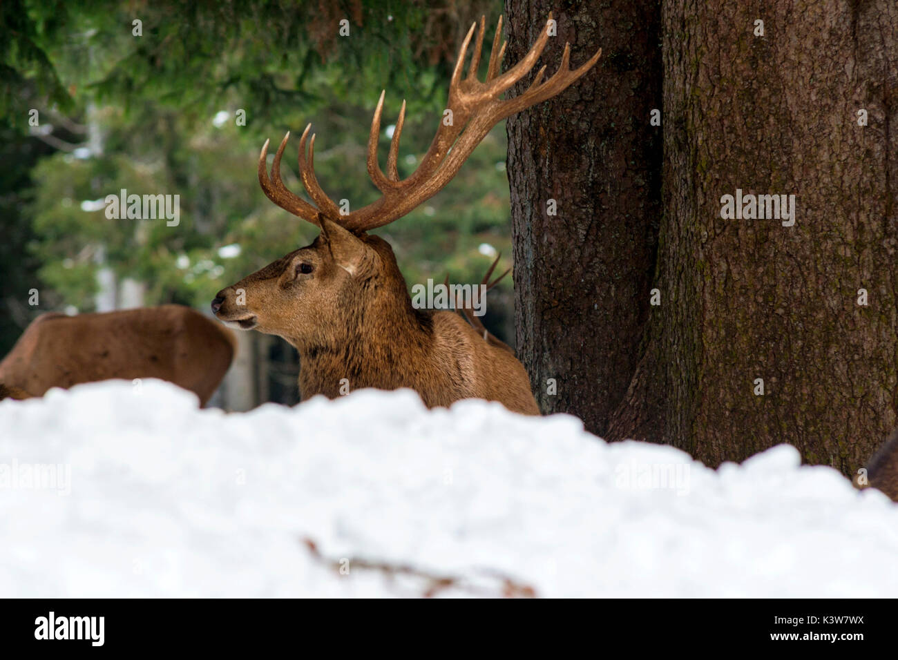 L'Italie, Trentin-Haut-Adige, le cerf dans la neige en Paneveggio nature park Banque D'Images