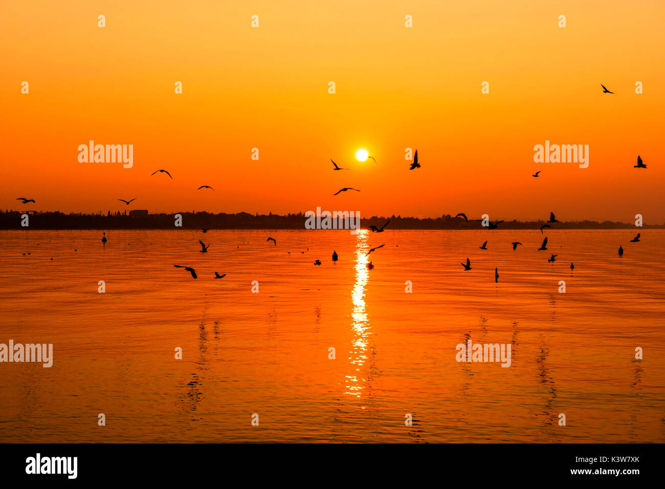 Italie, Vénétie, Lac de Garde, les oiseaux en vol au-dessus de l'eau au coucher du soleil. Banque D'Images