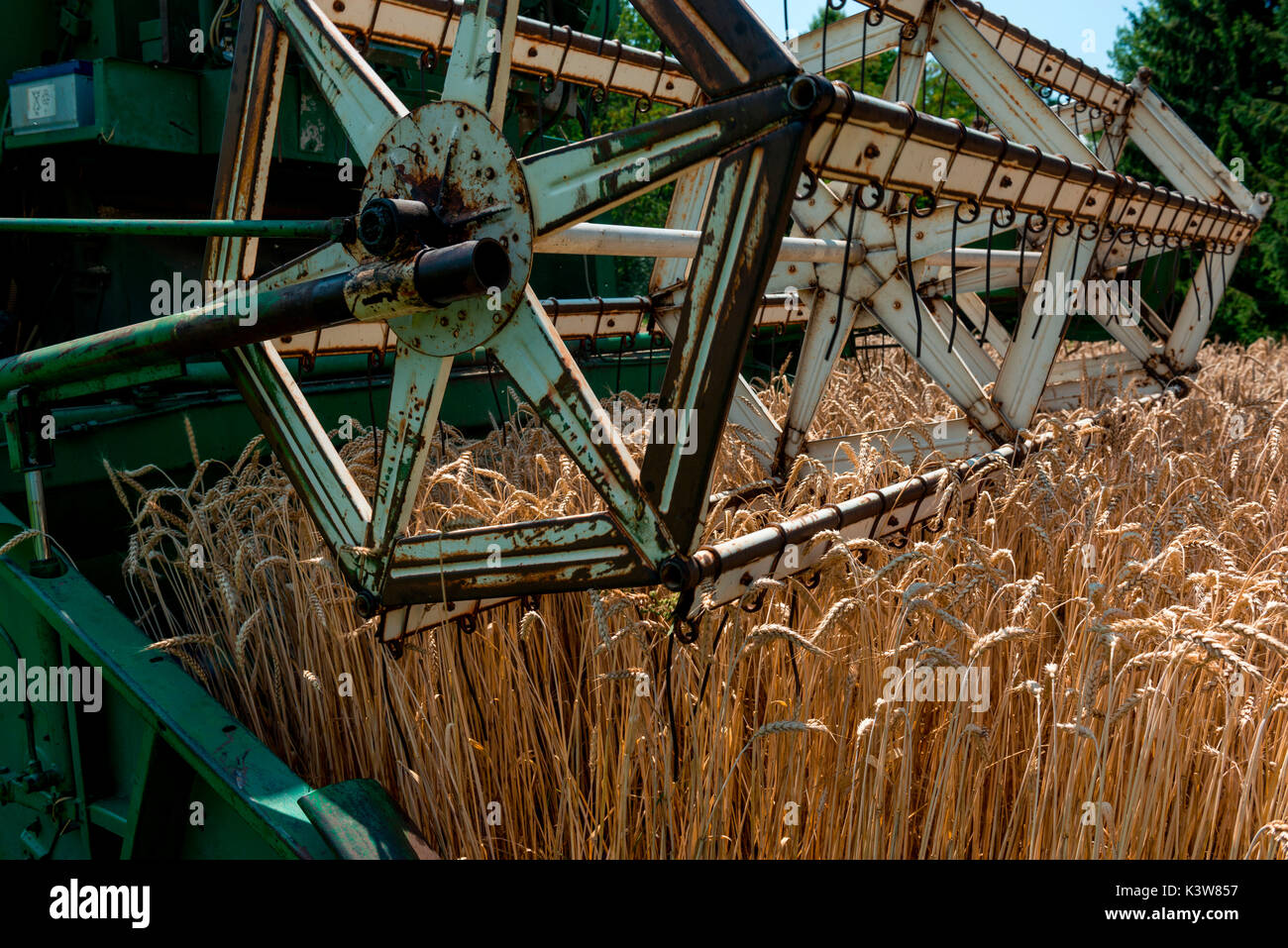 L'Italie, Trentin-Haut-Adige, Val di Non, les récoltes de blé dans la vallée de Non. Banque D'Images