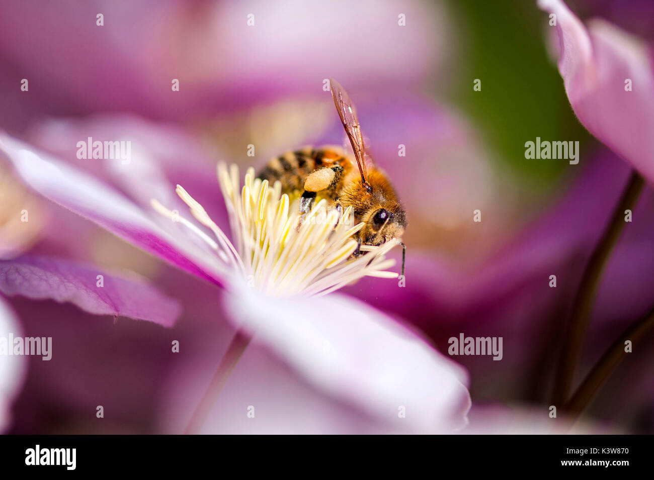 La succion de l'Abeille du nectar de la fleur Banque D'Images