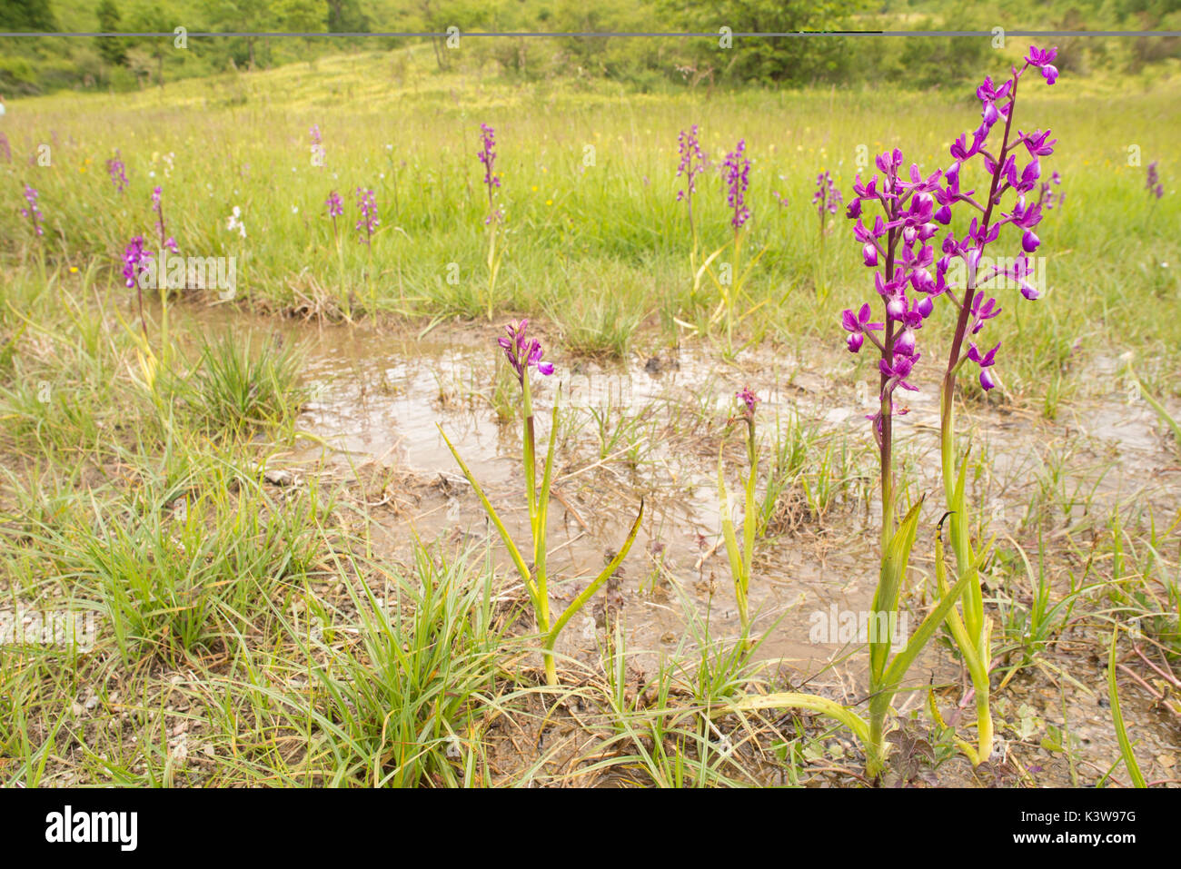 Wild Orchid, Anacamptis laxiflora bloom dans son habitat spécifique Banque D'Images