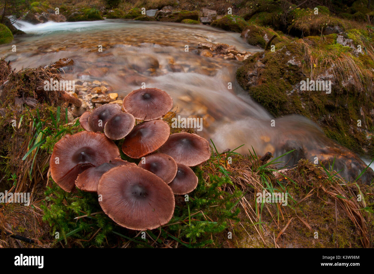 Dans un bois de champignons près d'un ruisseau. Vallée d'Aveto, Gênes, Italie, Europe. Banque D'Images