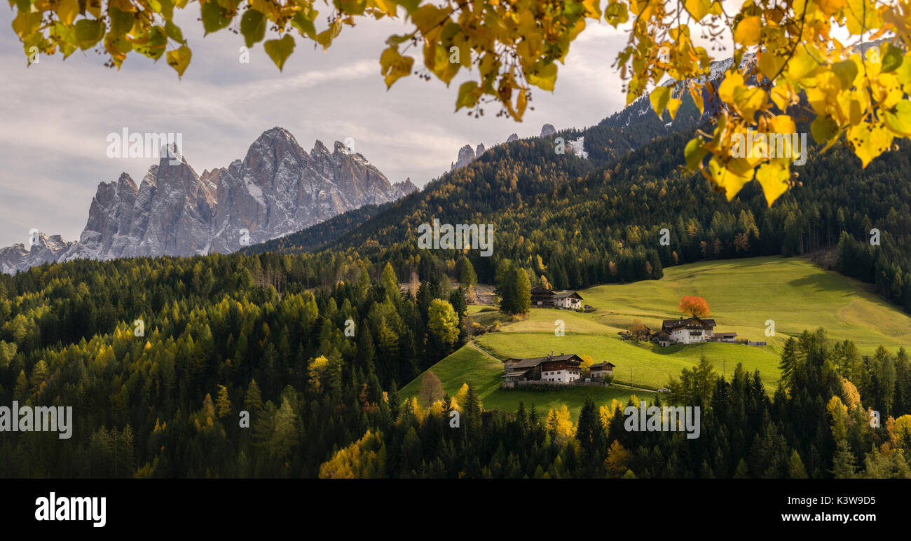 Saint Pierre, Val di Funes, Trentin-Haut-Adige, Italie. L'Odle encadrée dans les feuilles à l'automne. Banque D'Images