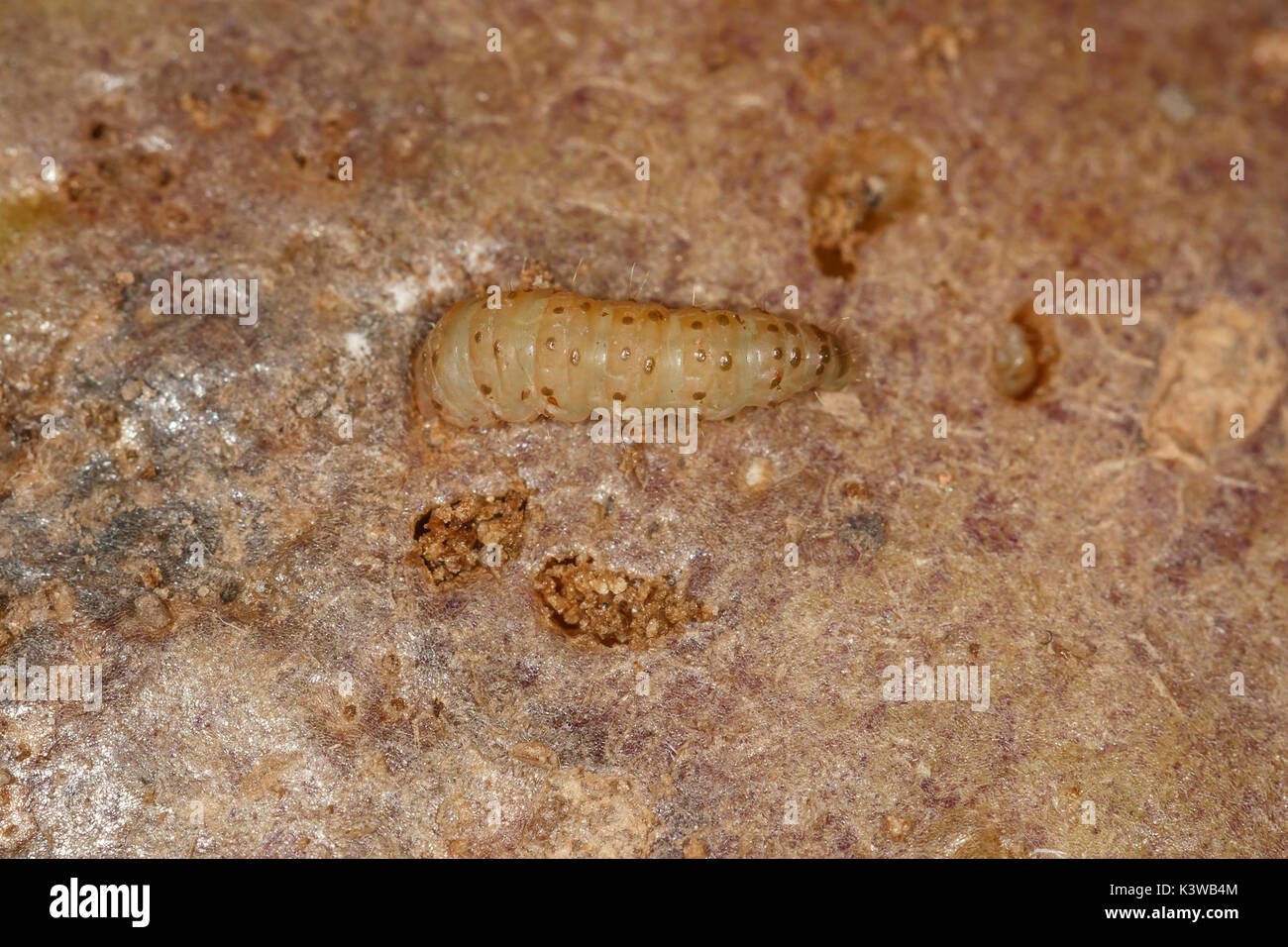 Les larves de la pomme de terre tuberworm d'Amérique centrale (Guatemala) de pommes de terre Tecia solanivora povolny () sur un tubercule de pomme de terre Banque D'Images