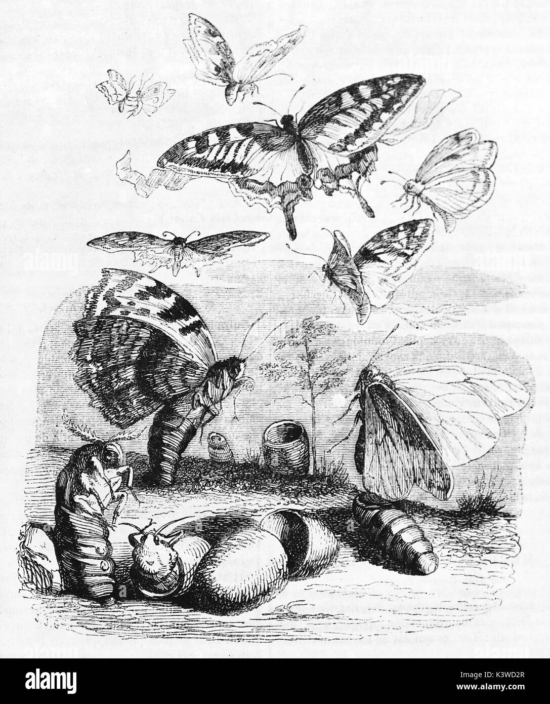 Vieille illustration de pupes et de papillons dans un dessin intitulé Résurrection. Par Grandville, publié le Magasin Pittoresque, Paris, 1841 Banque D'Images