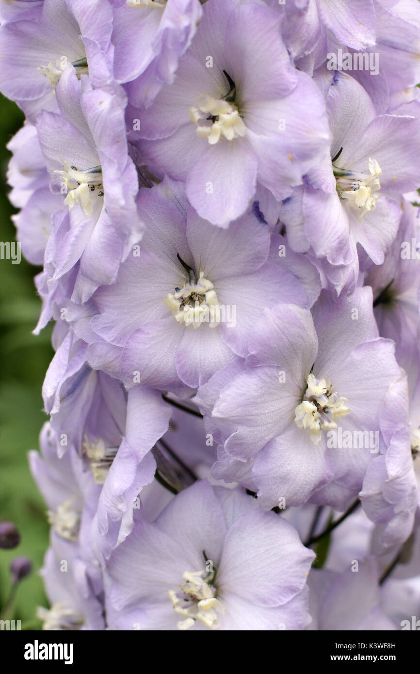 Delphinium 'Walton Gemstone' Banque D'Images