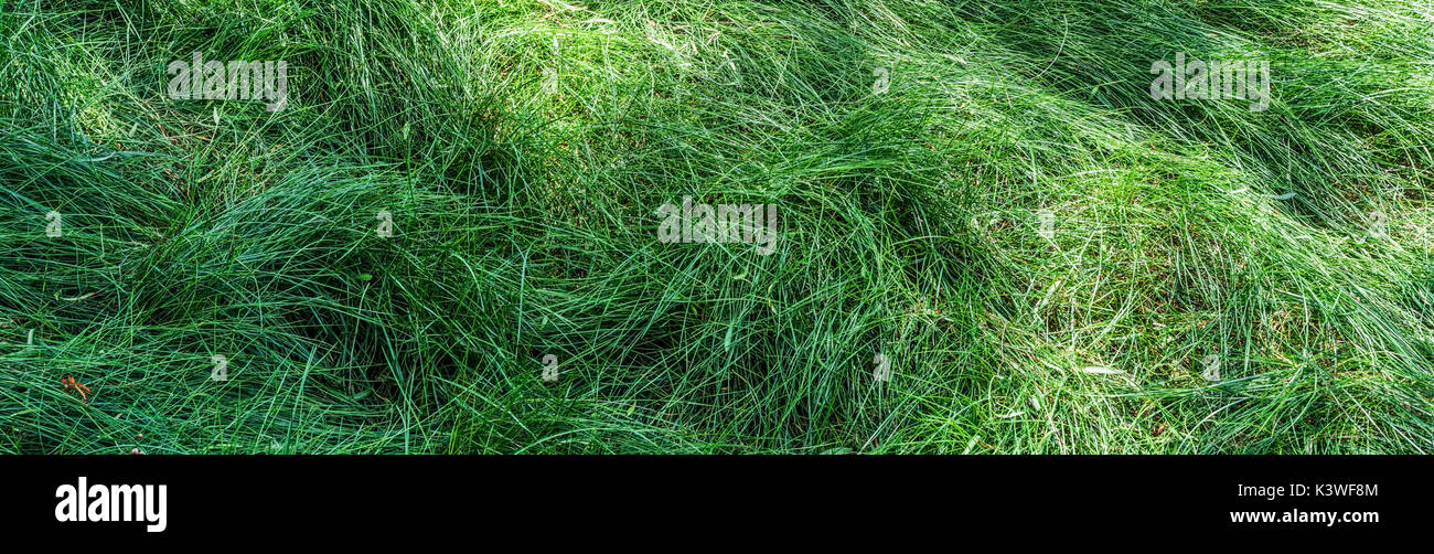 L'herbe haute avec l'ombre d'un arbre de la californie du sud. Banque D'Images