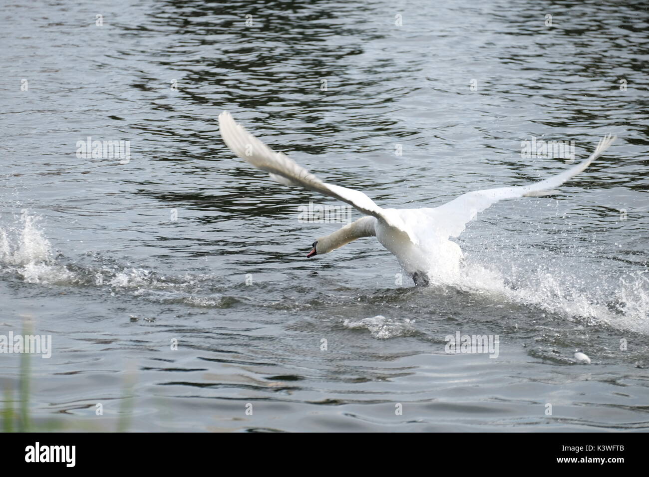 Cygne muet combats on Thames Banque D'Images