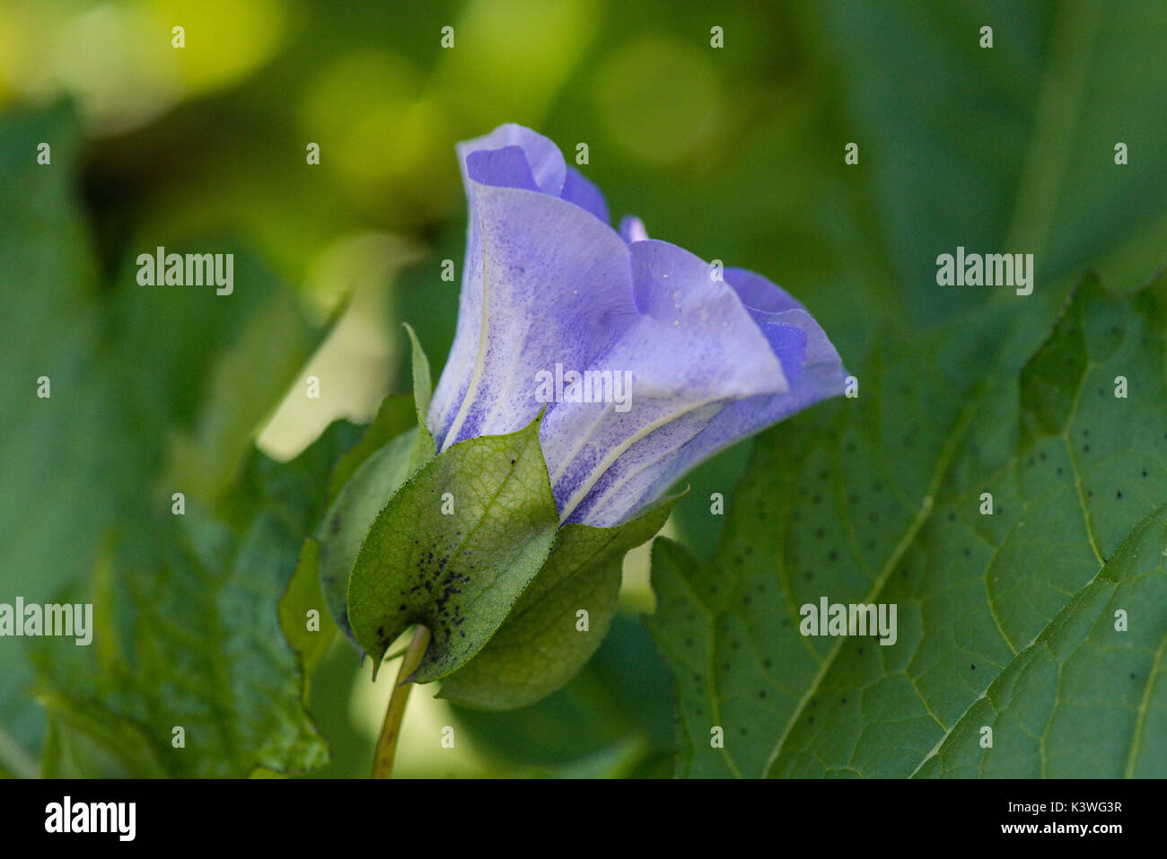 Une fleur sur un shoo-fly Nicandra physalodes (usine) Banque D'Images