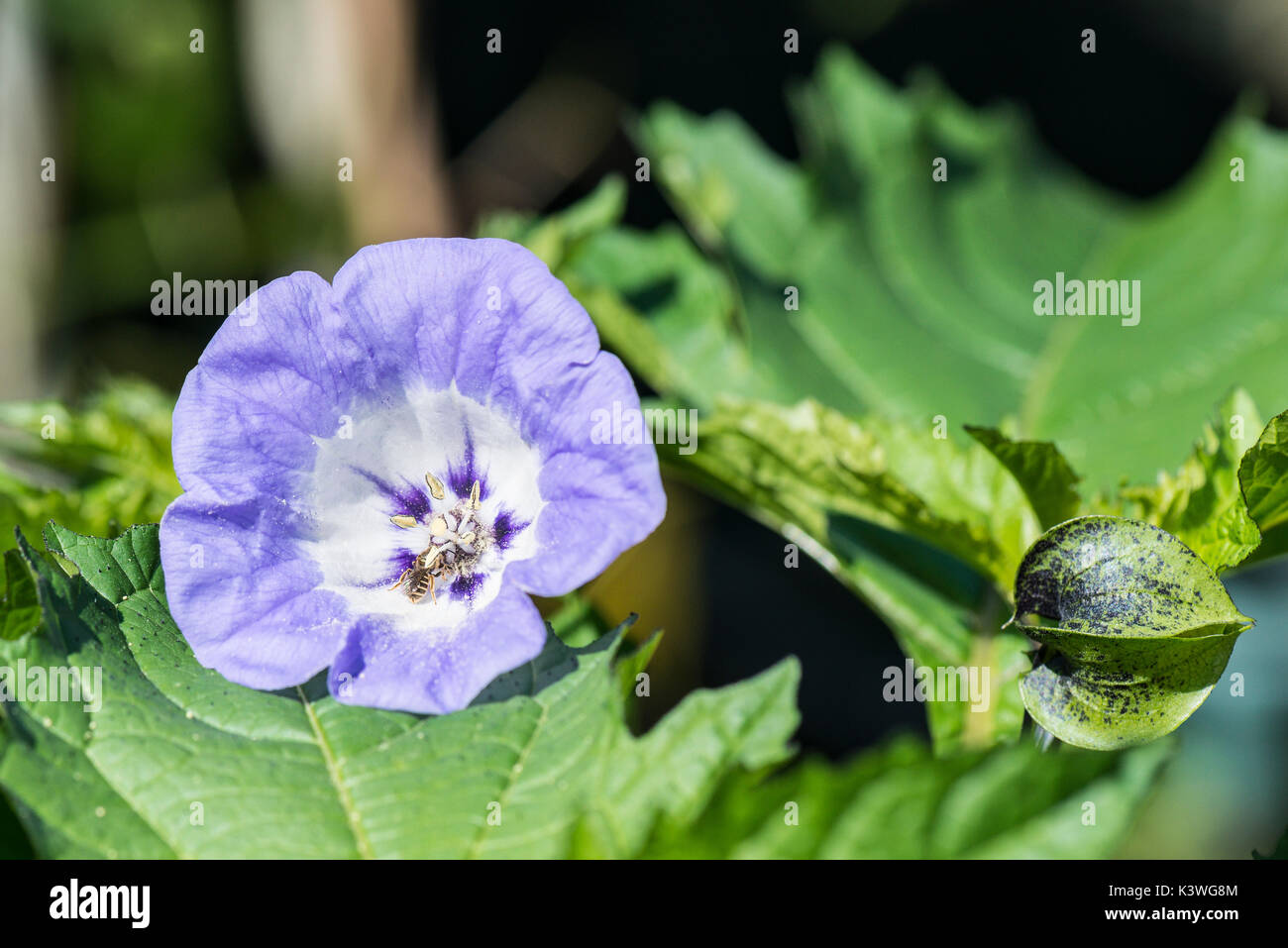 Un sillon commun-abeille sur une fleur d'un shoo-fly Nicandra physalodes (usine) Banque D'Images