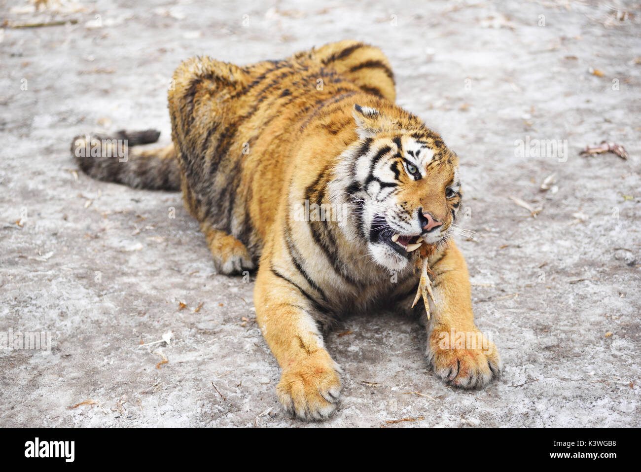 La photo en gros du tigre de Sibérie s'attaquant. Banque D'Images