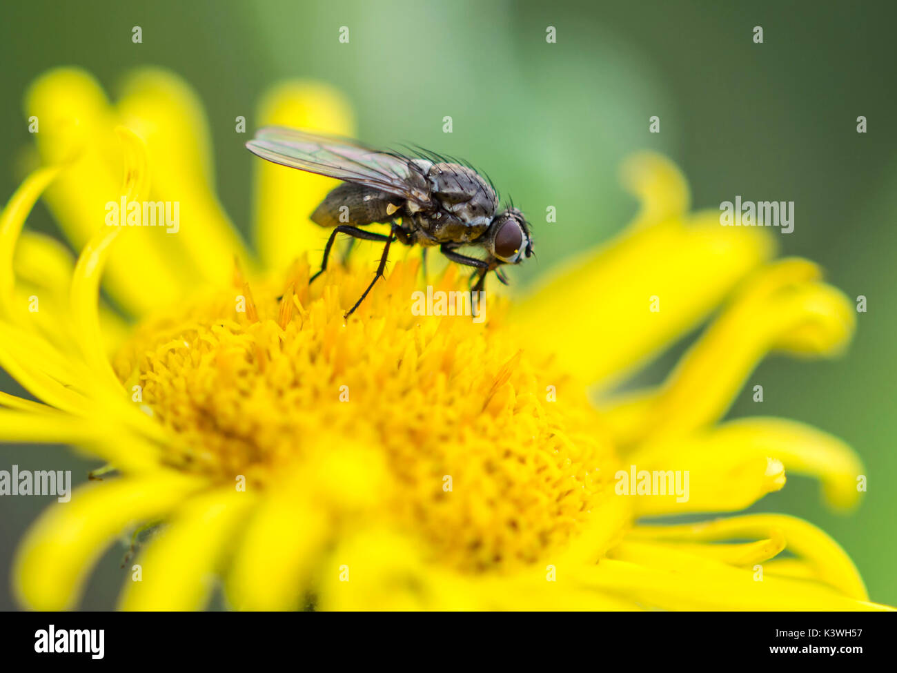 Une mouche sur une fleur jaune en été dans le West Sussex, Angleterre, Royaume-Uni. Banque D'Images