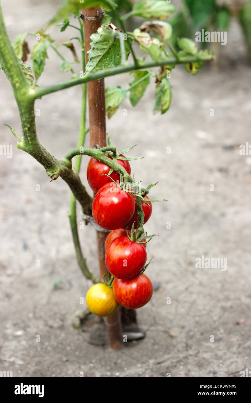 Les tomates poussent sur une branche dans une serre. Banque D'Images
