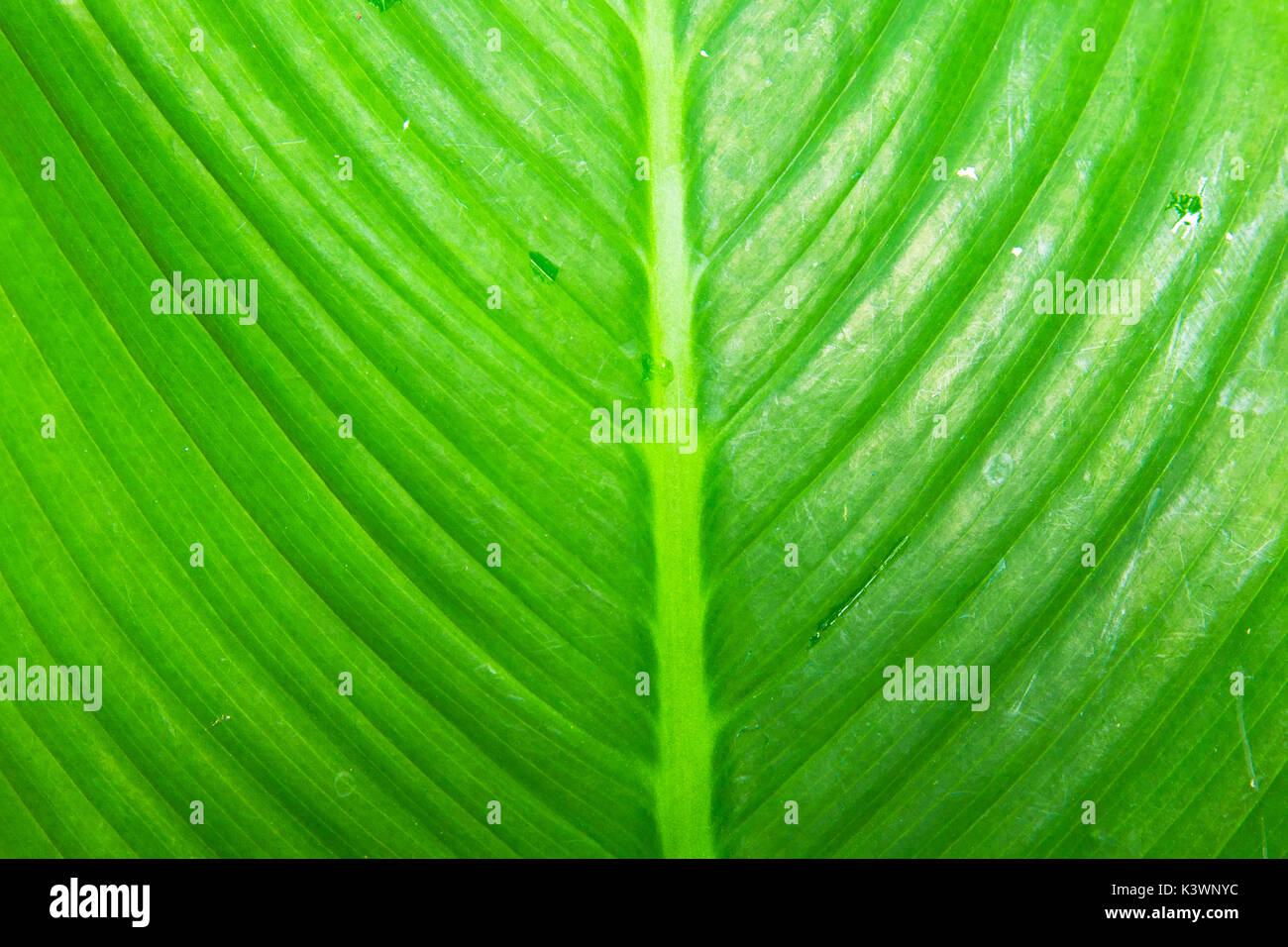 Grande feuille verte à partir de la jungle rainforest Banque D'Images