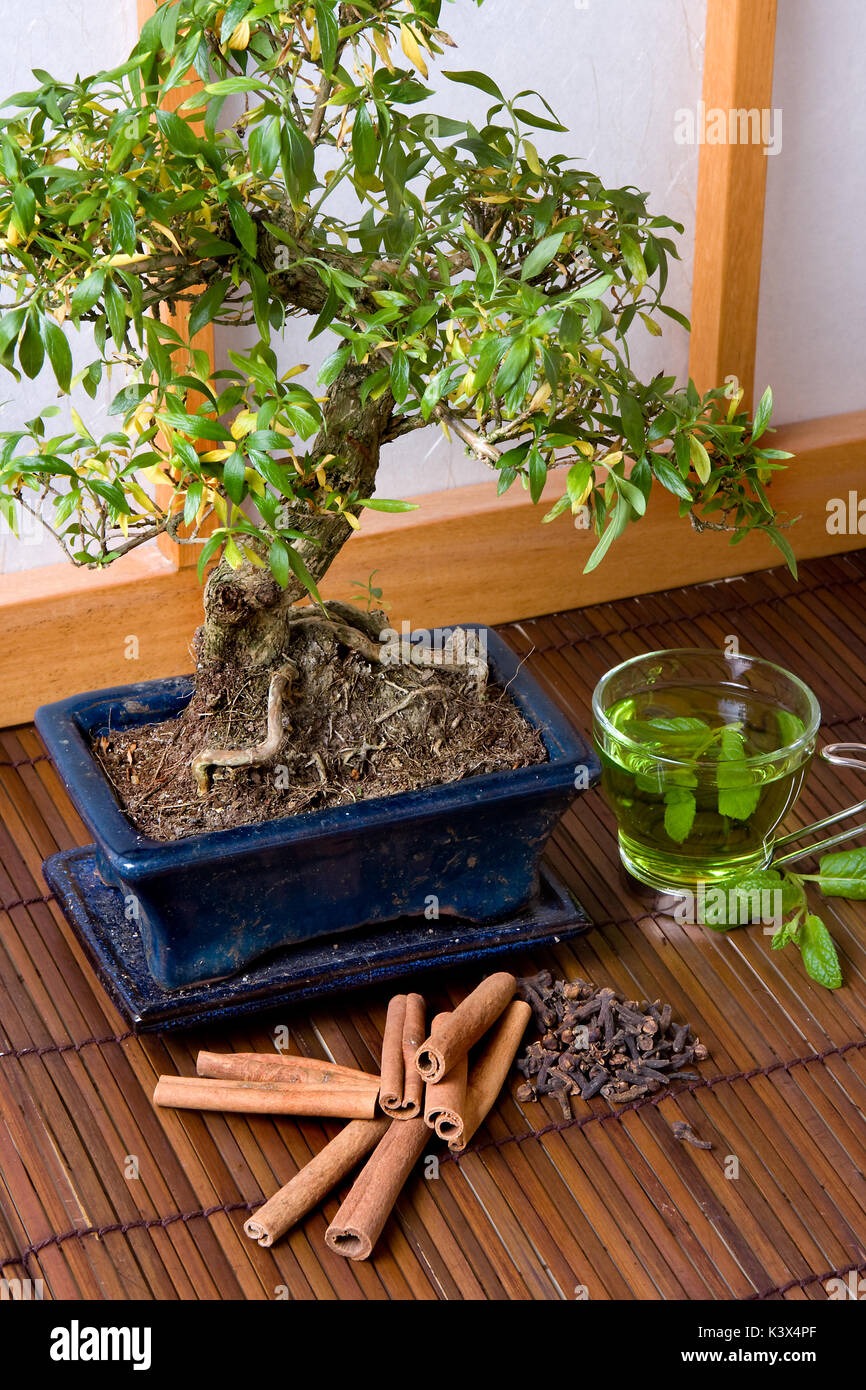 Herbes et bonsai contre une fenêtre shoji japonais traditionnel Banque D'Images