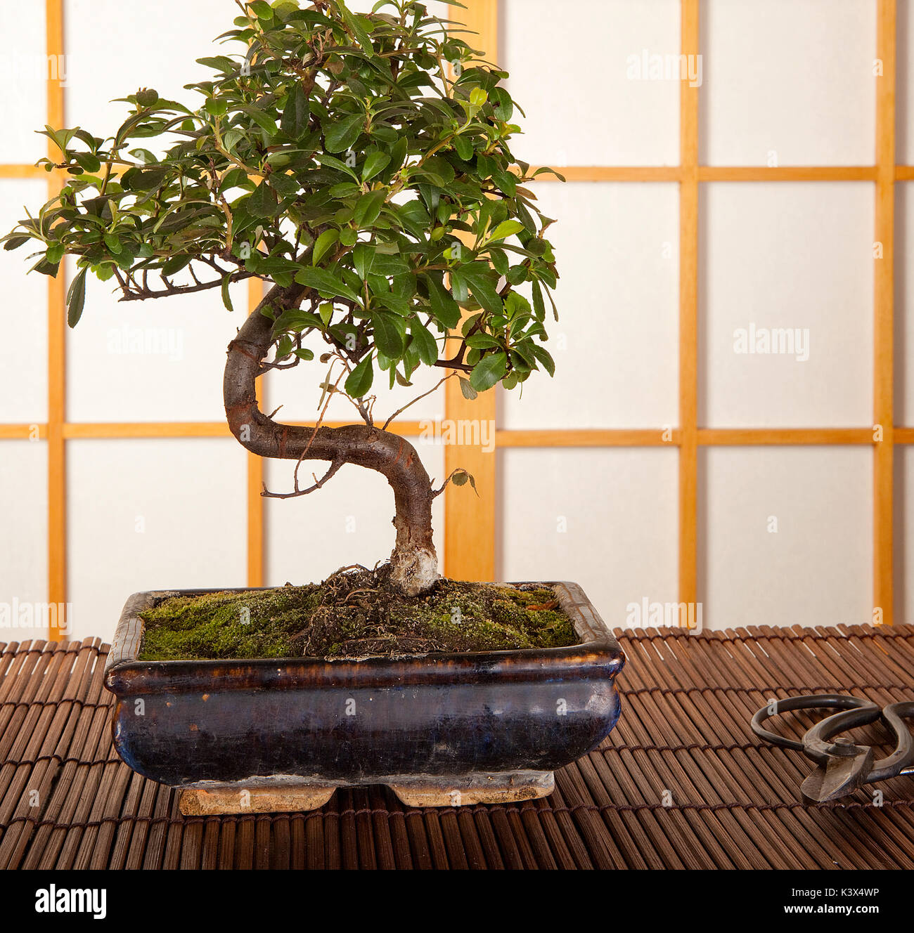 L'intérieur japonais avec arbre de bonzaies et élagage ciseaux Banque D'Images