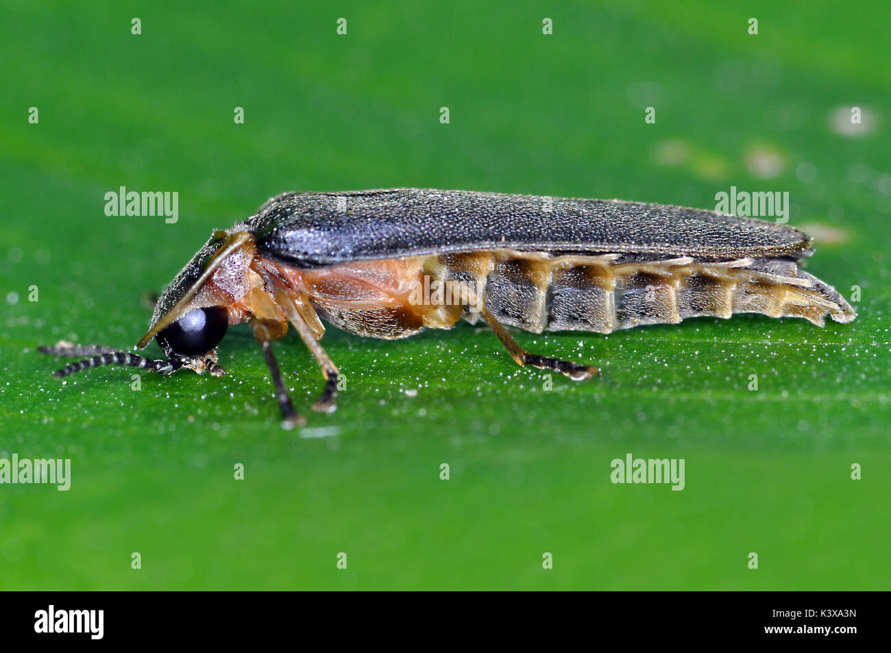 Glow Worm (Lampyris Noctiluca) mâle Banque D'Images