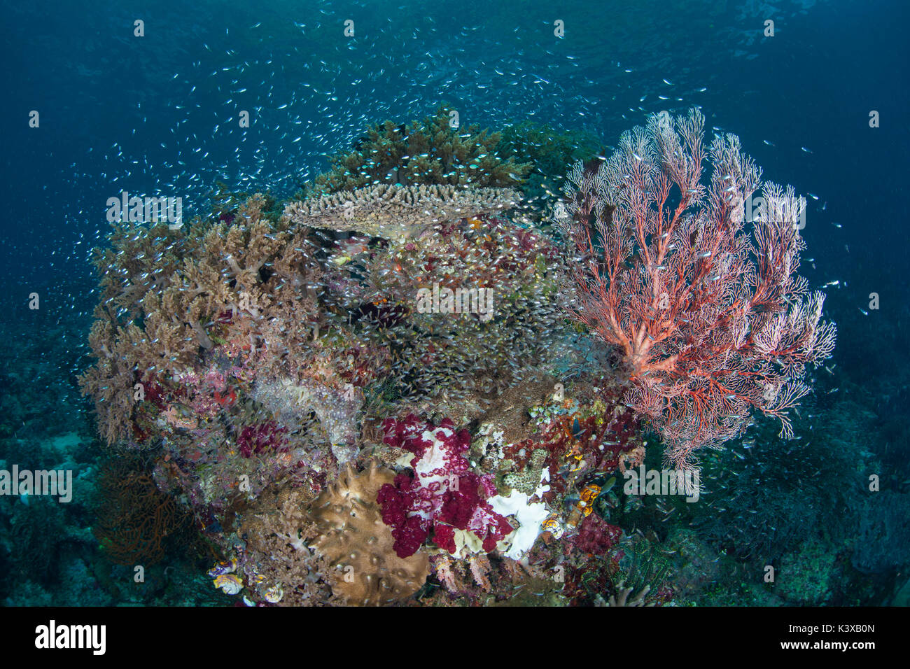 De beaux coraux et une pléthore de poissons se développer sur un récif dans Raja Ampat, en Indonésie. cette région éloignée est connue pour la biodiversité marine spectaculaire. Banque D'Images