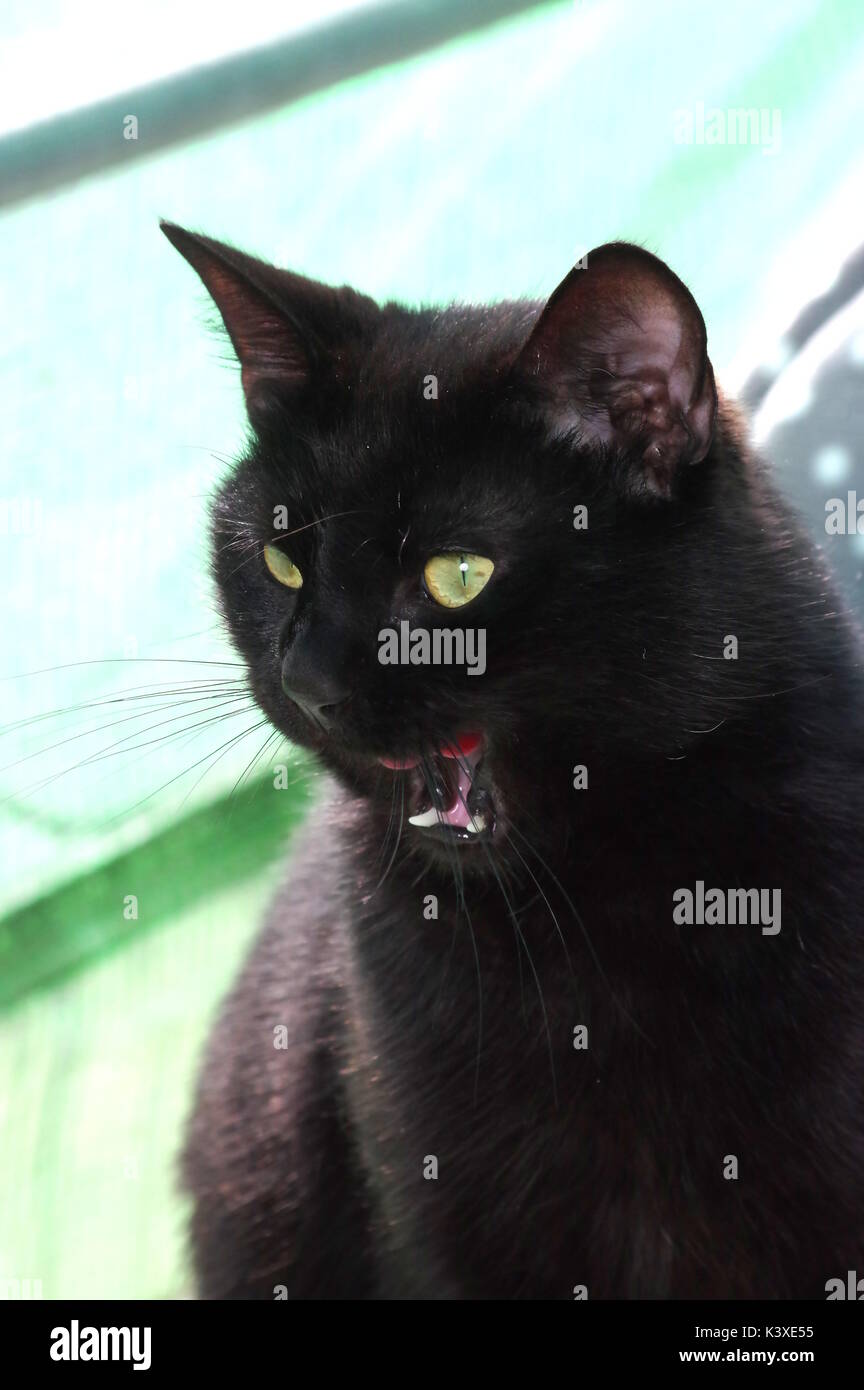 Chat Noir Sur Fond Vert Photo Stock Alamy Chat Noir Sur Fond Vert Photo Stock Alamy