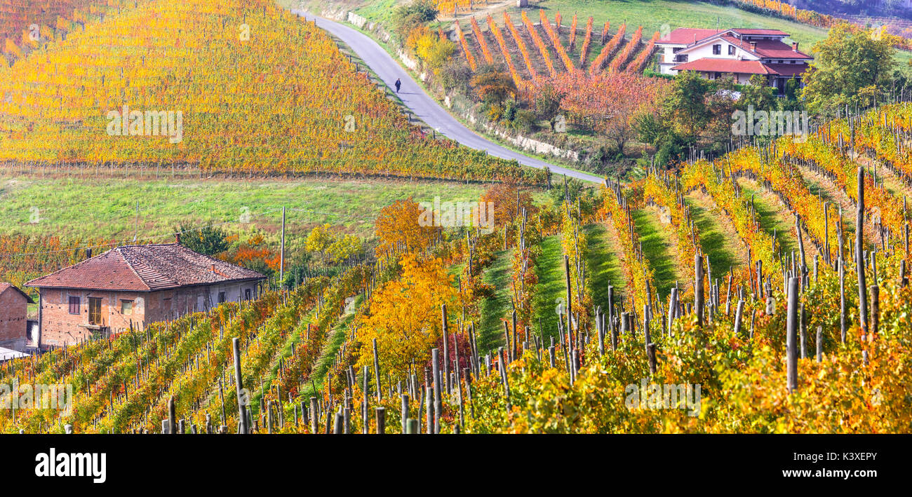 Automne paysage pittoresque - golden vignes du Piémont - vine Région de l'Italie Banque D'Images