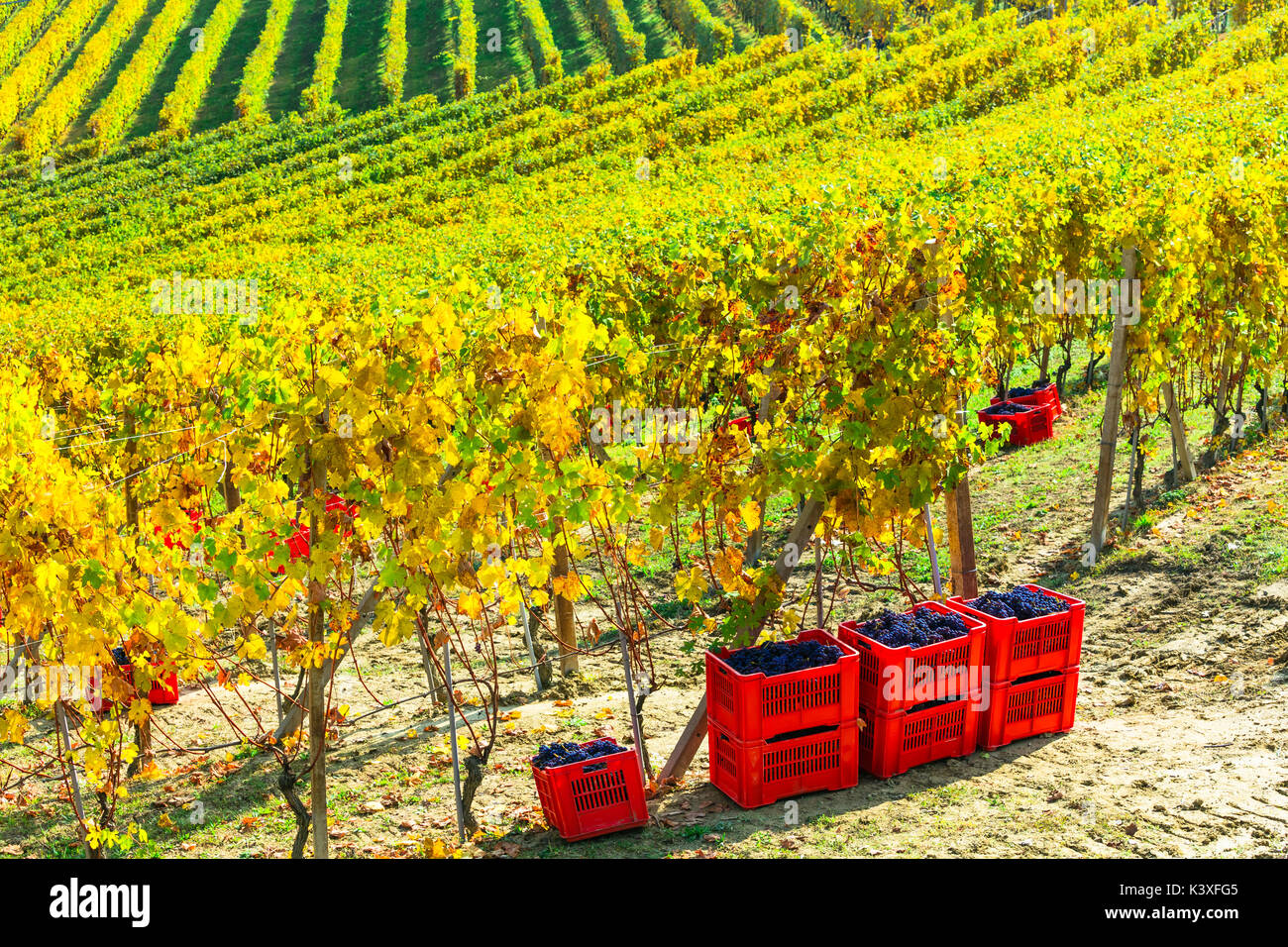 Vue panoramique des vignobles,piemonte,italie. Banque D'Images