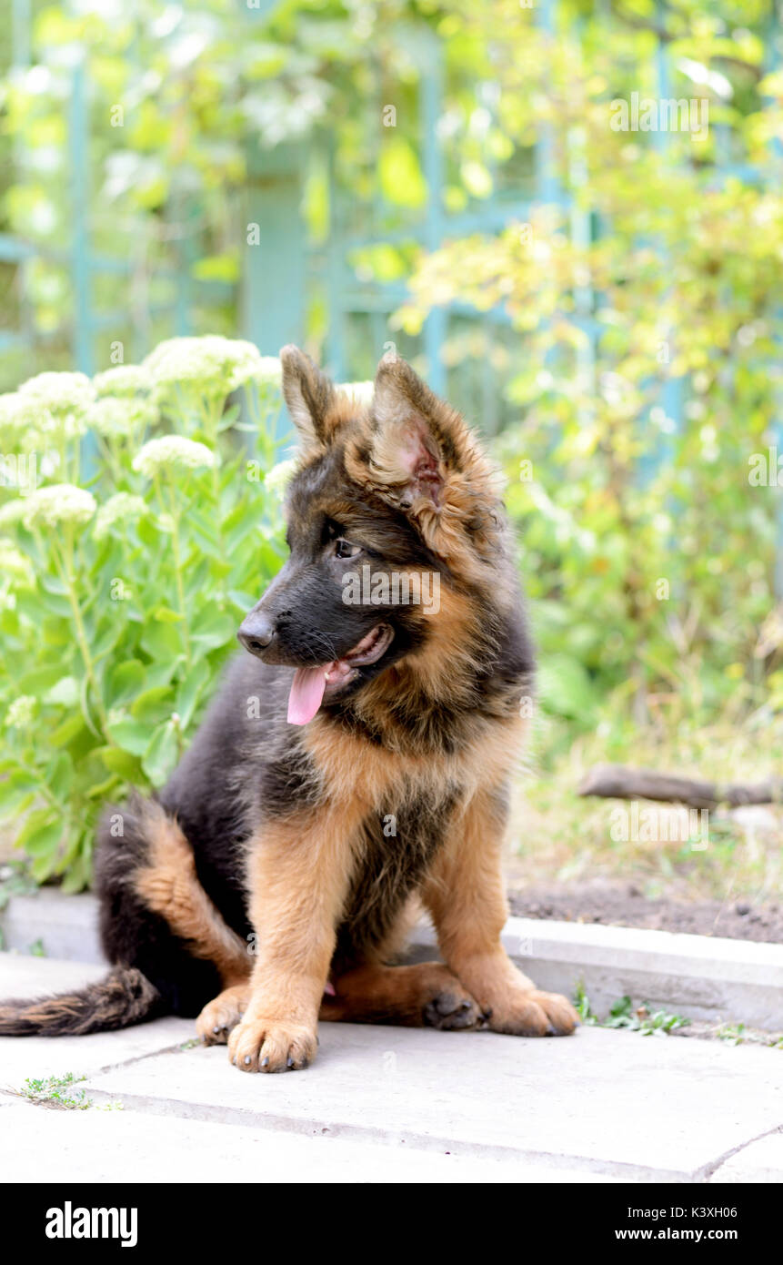 Portrait De Chiot Berger Allemand Fluffy Mignon Petit Animal De Compagnie Dans Le Jardin Photo Stock Alamy