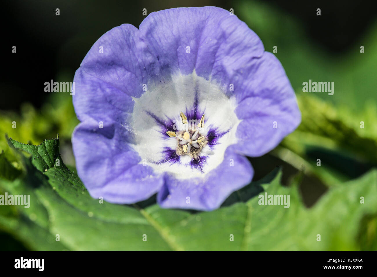 Une fleur sur un shoo-fly Nicandra physalodes (usine) Banque D'Images