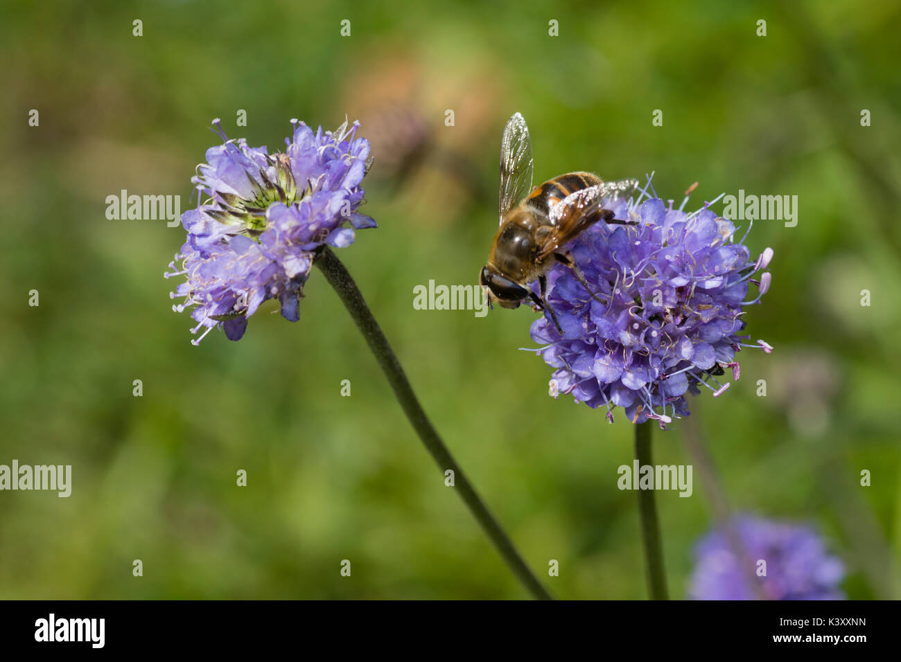 Pincushion fleur bleue chefs des UK wildflower Devil's bit scabious, Succisa pratensis, avec une Eristalis pertinax hoverfly nourrir Banque D'Images