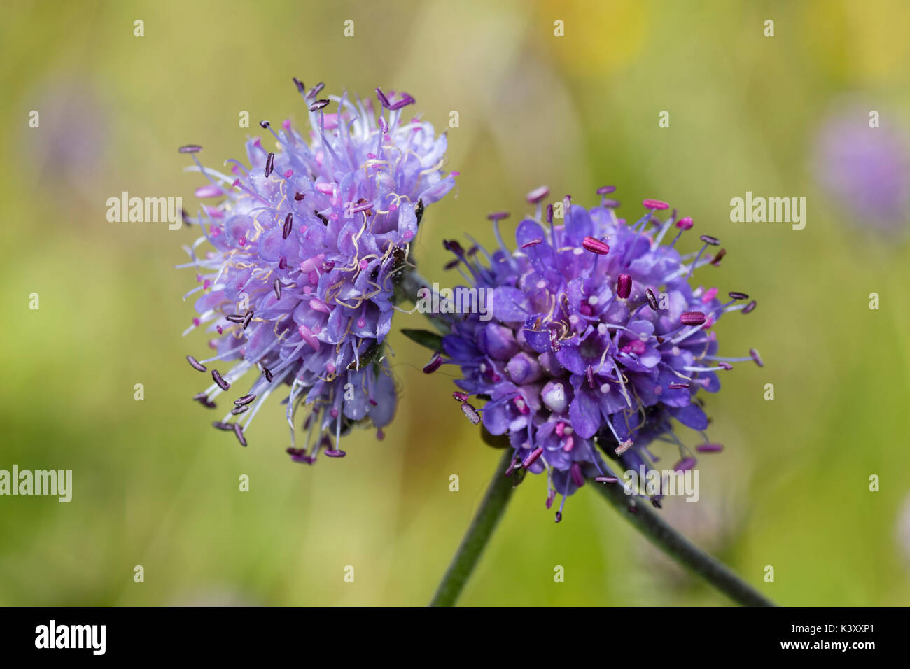 Pincushion fleur bleue chefs des UK wildflower Devil's bit scabious, Succisa pratensis Banque D'Images