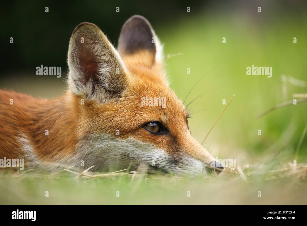 Un jeune fox en prenant un peu de temps pour se reposer Banque D'Images