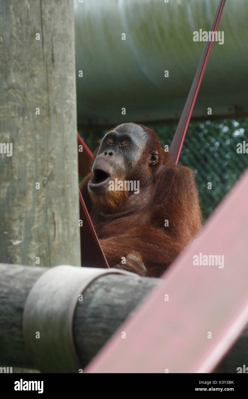Les jeunes orang-outan mâle dans un zoo, appelant. Banque D'Images